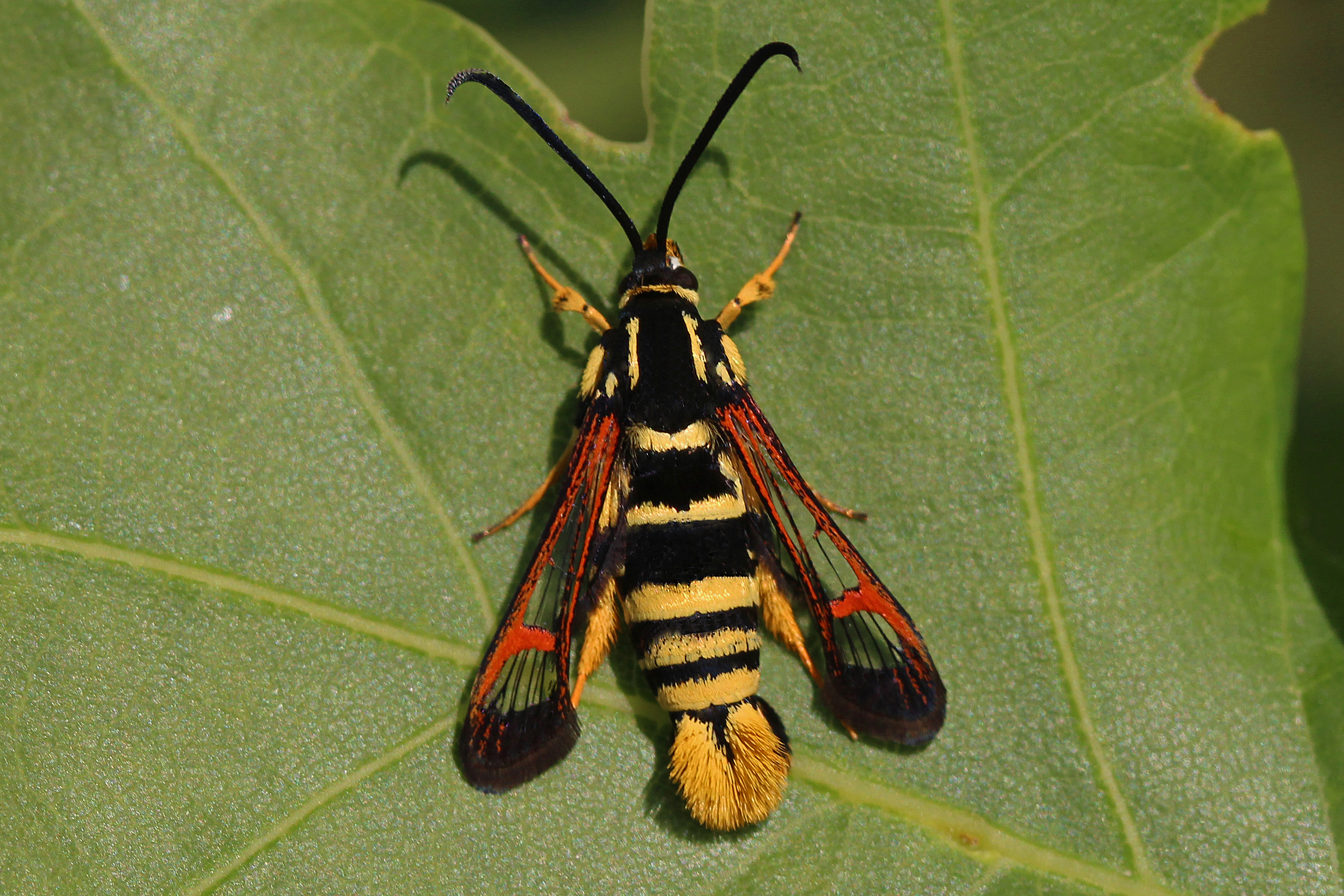 22082013145721 1565 art 1242 synanthedon vespiformis wespen glasflugler 43