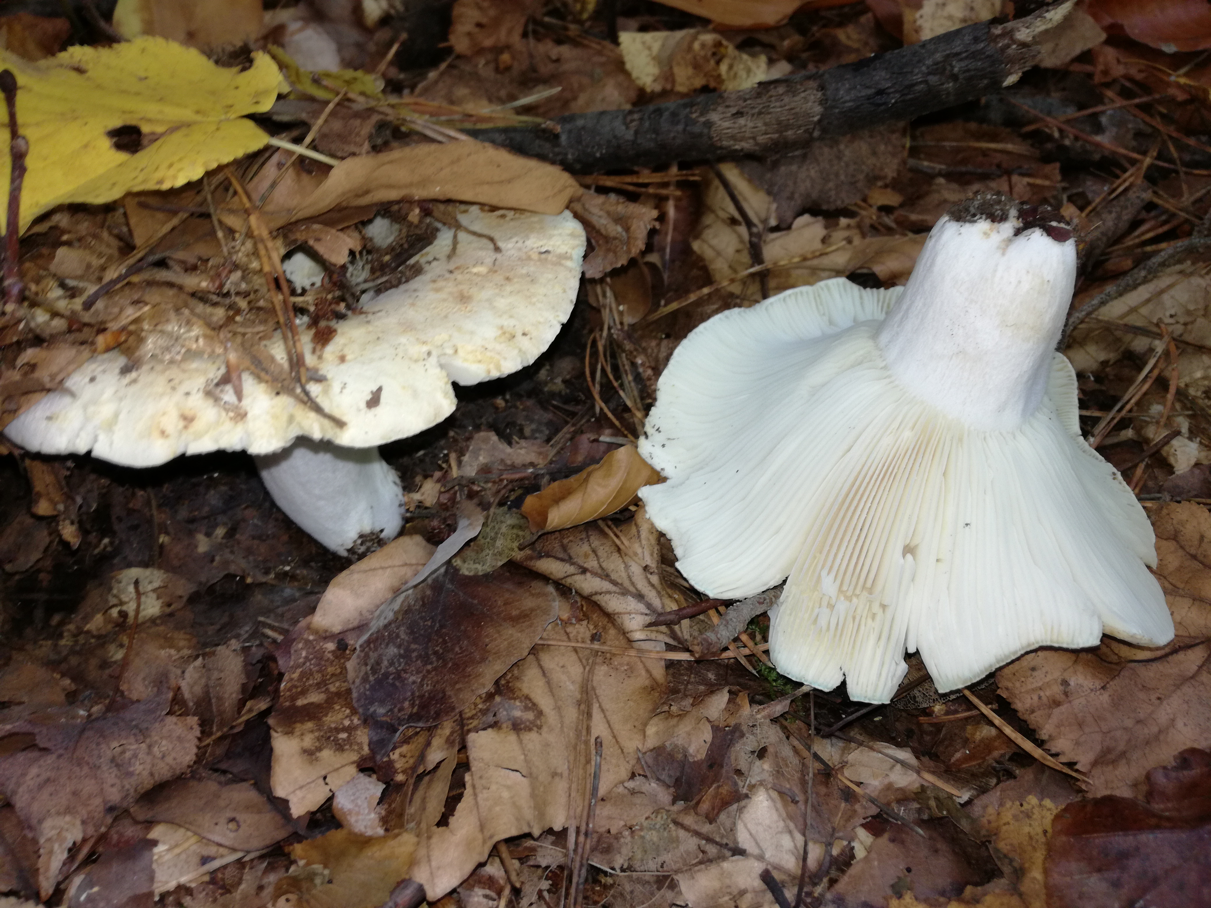 22102017213656 3122 art 1877 img 20171005 105823