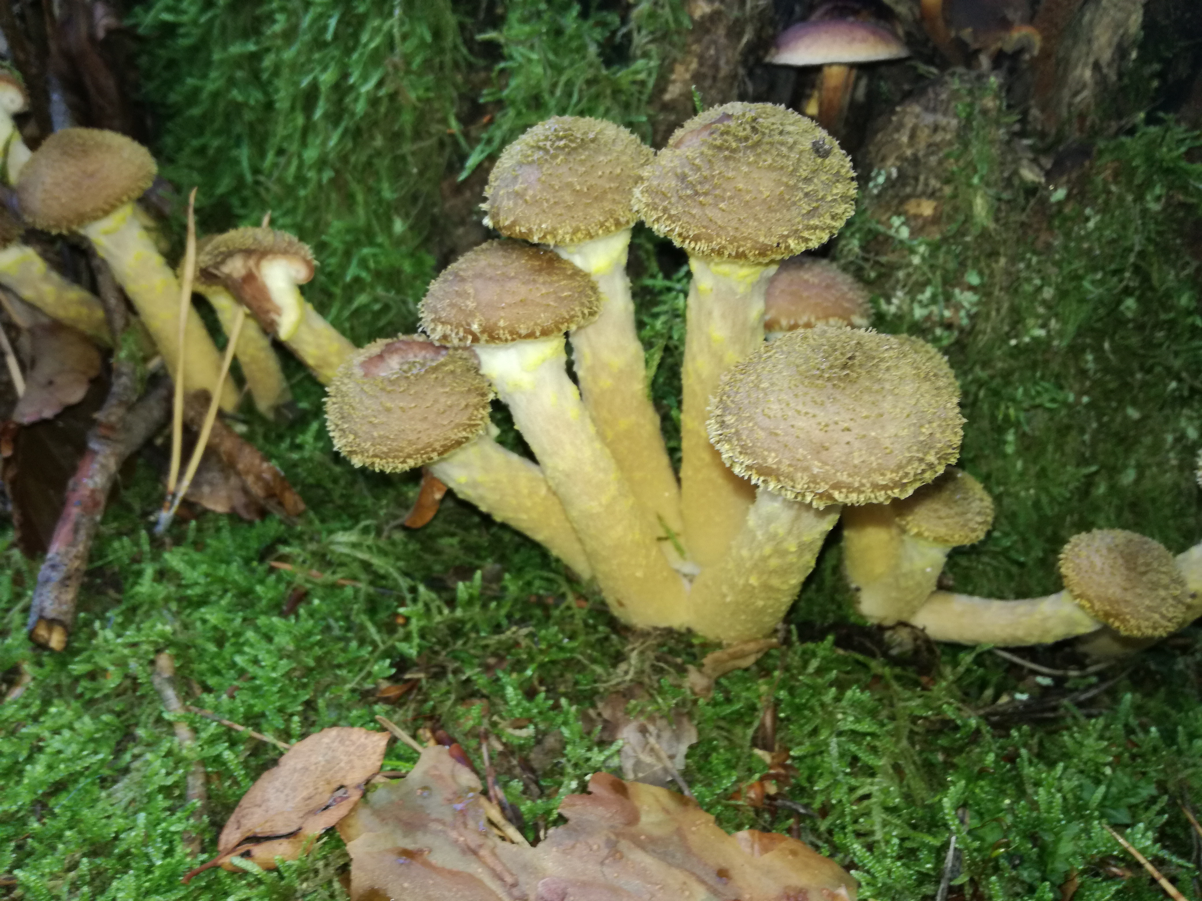 22102017215216 3123 art 1878 img 20171005 110227