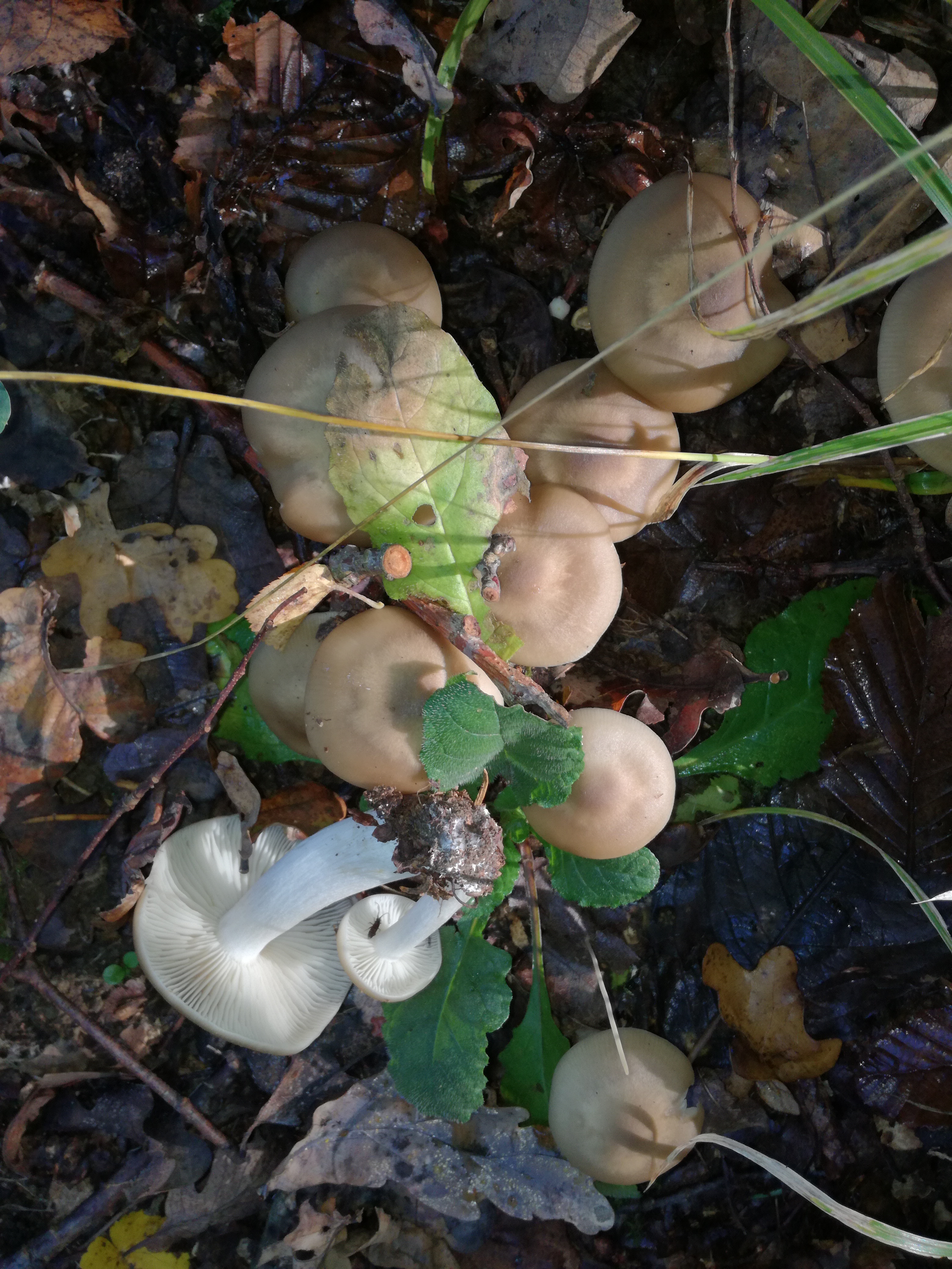 22102017220406 3124 art 1715 img 20171005 102229