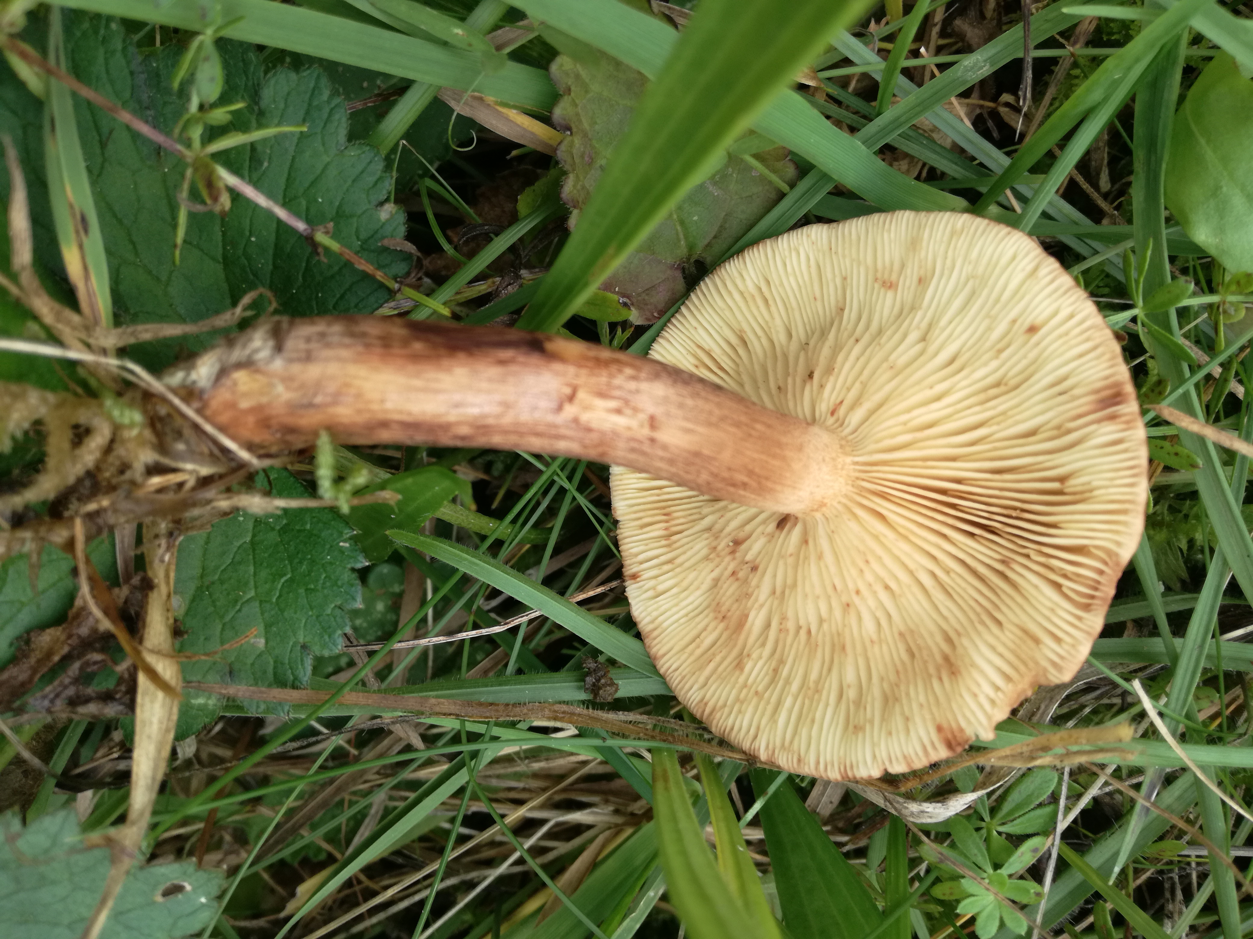 22102017221540 3126 art 1879 img 20171006 145957 1