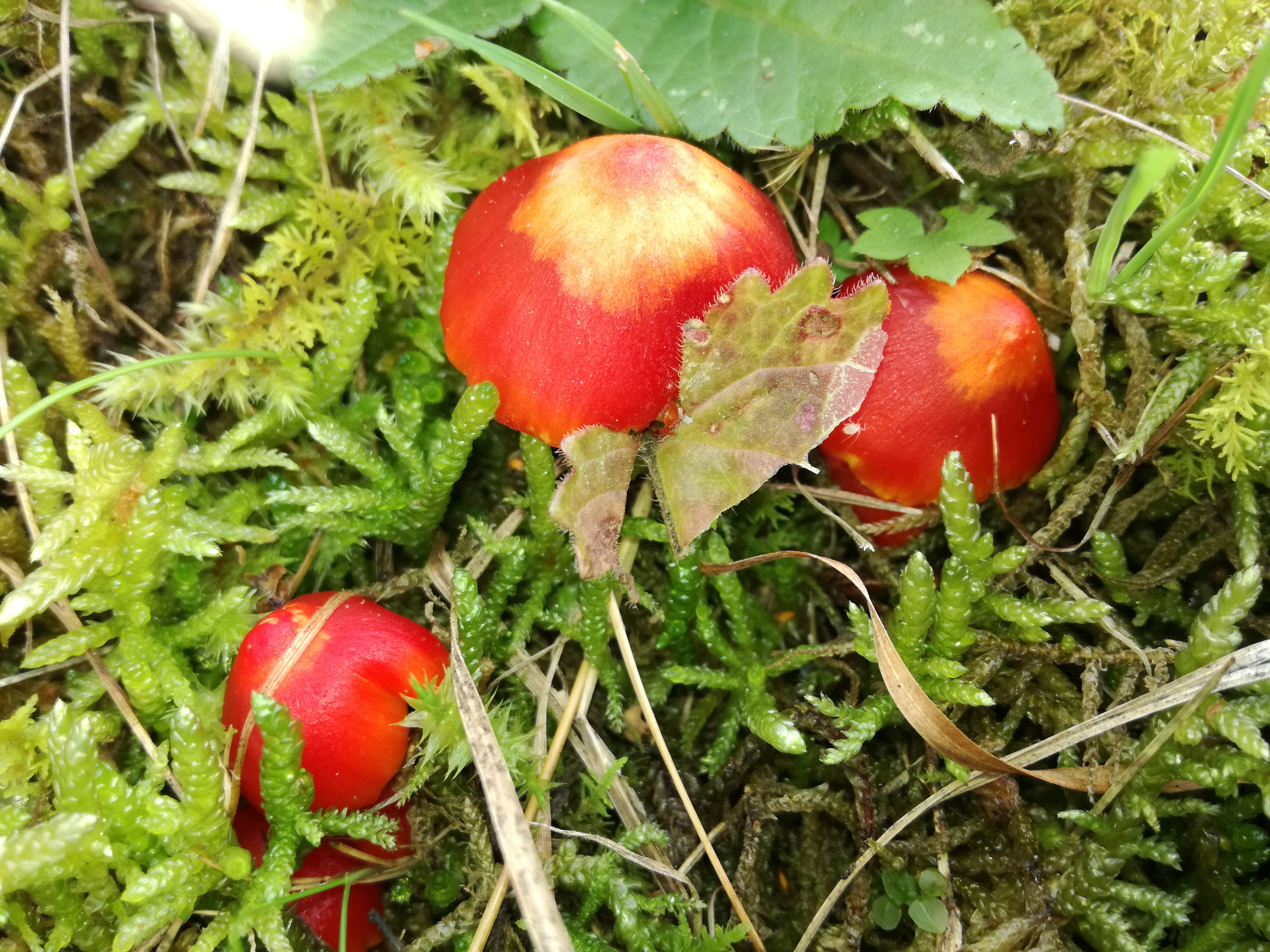 22102017221843 3127 art 184 img 20171006 150238