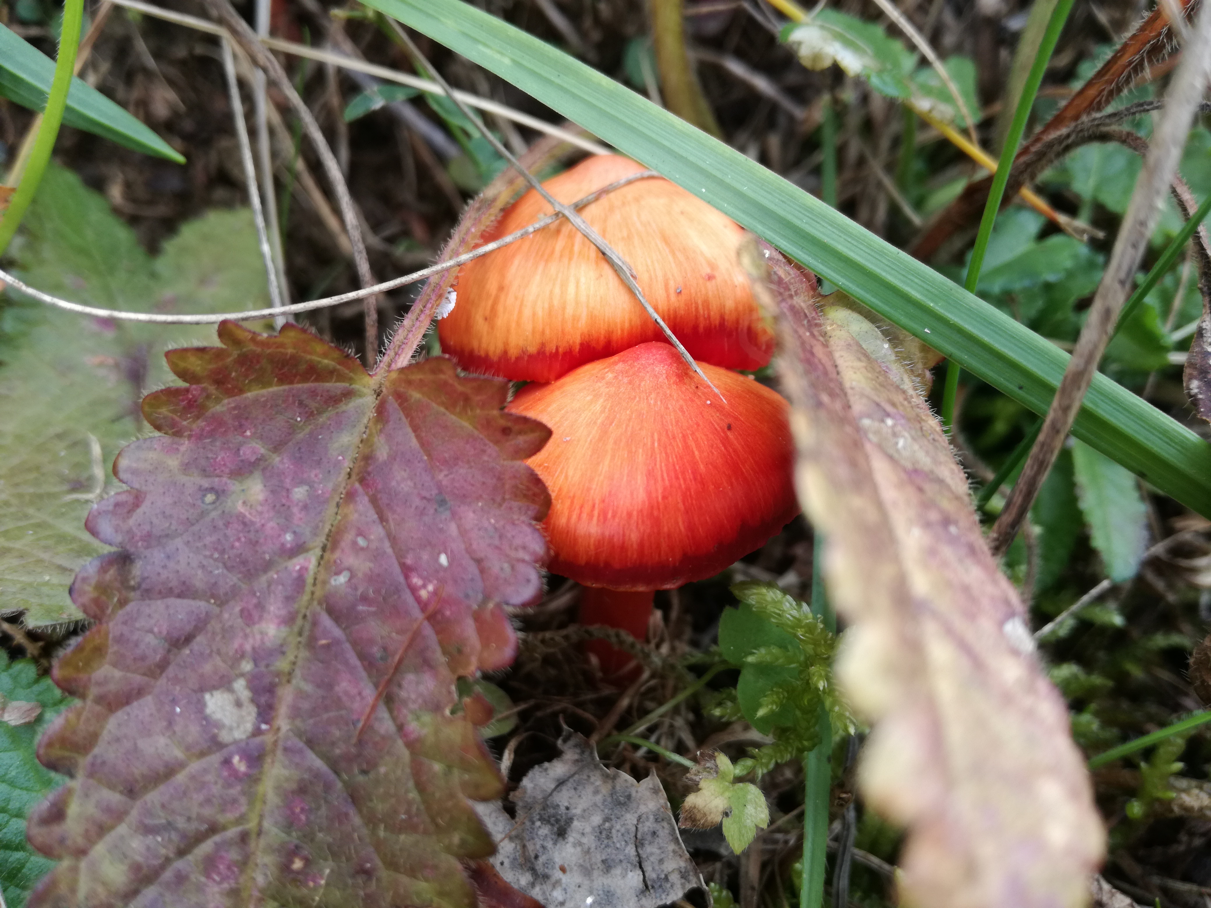 22102017222018 3128 art 184 img 20171006 150120