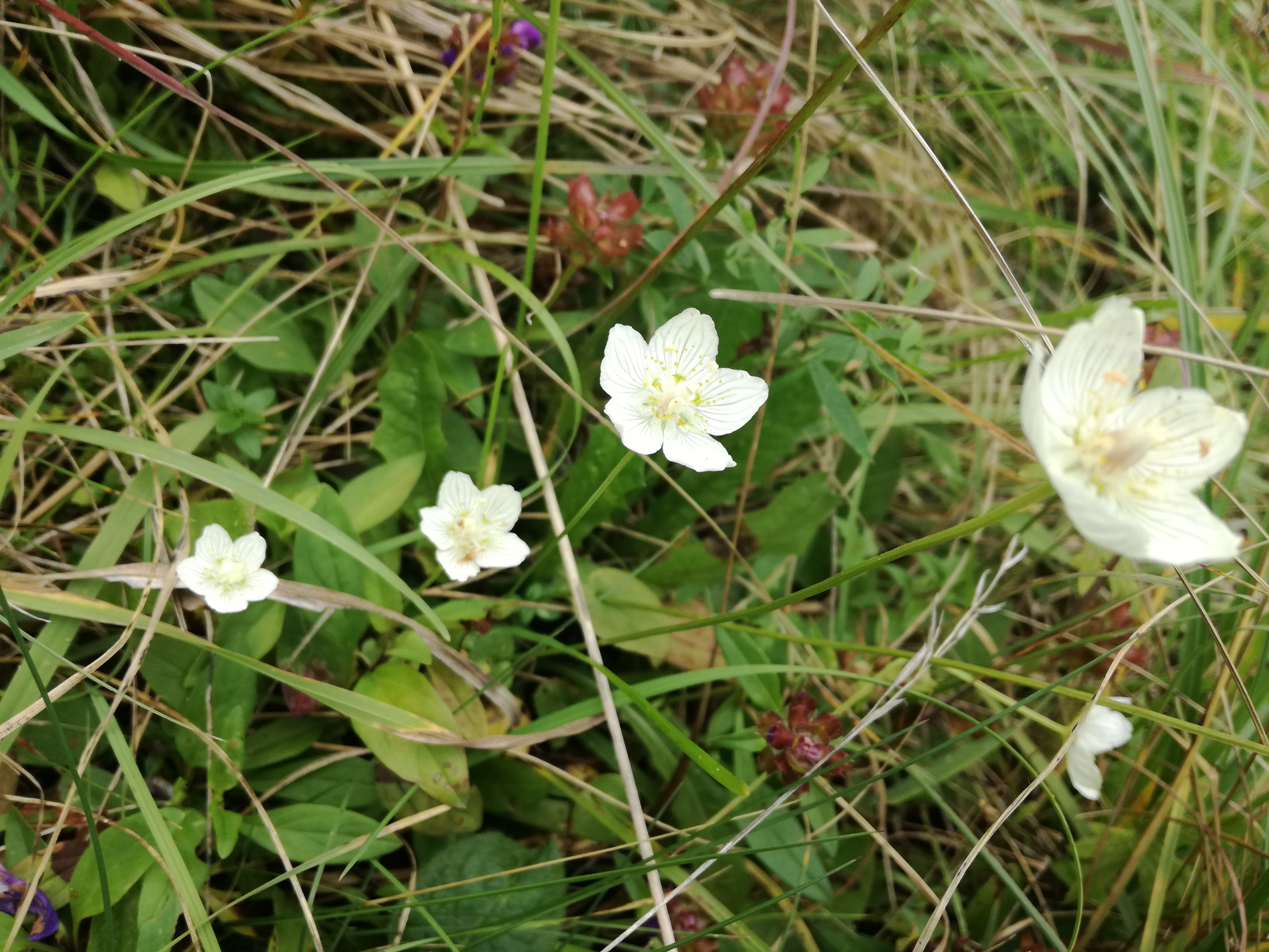 22102017224208 3129 art 1880 img 20171006 145602