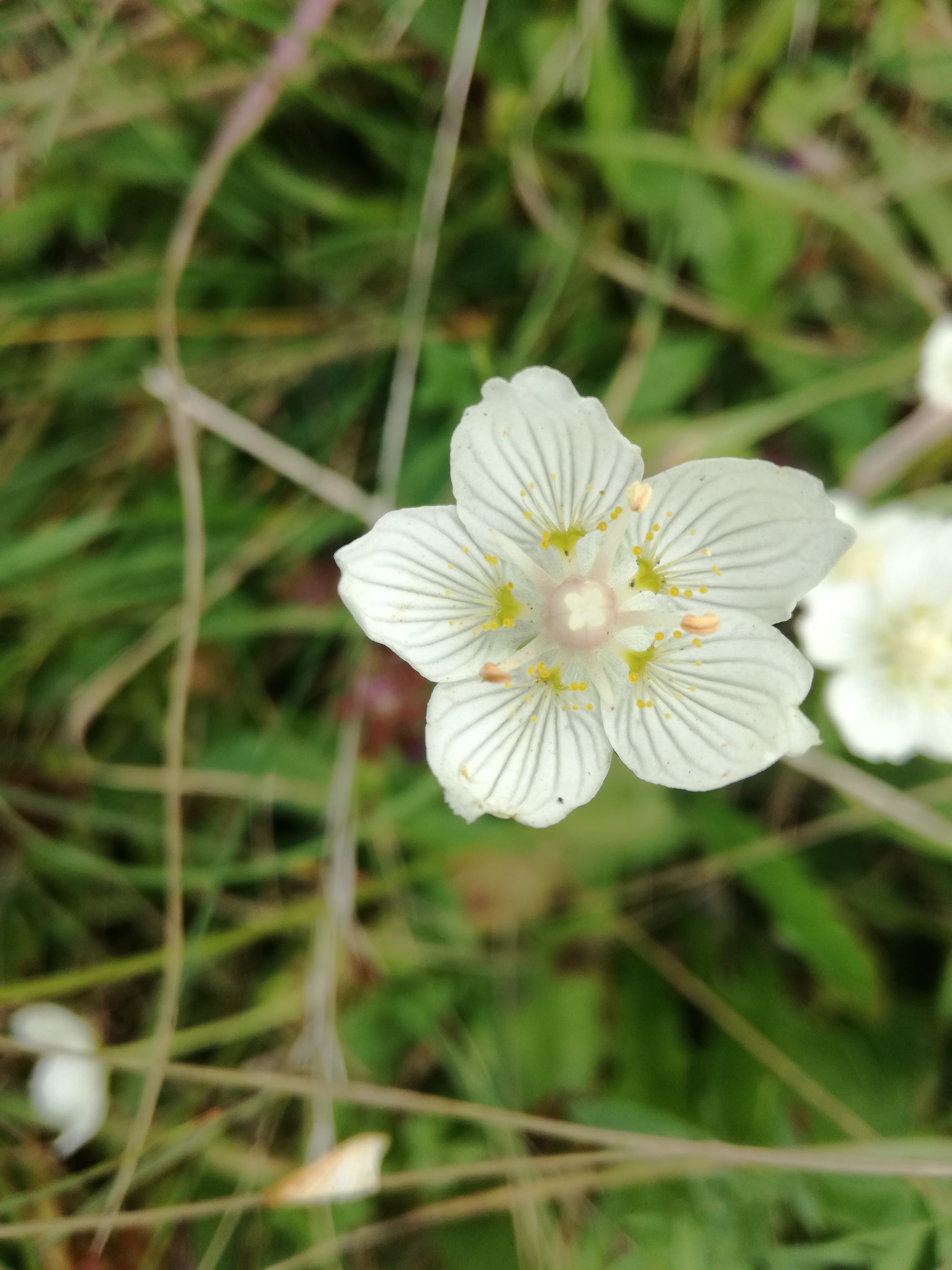 22102017224324 3130 art 1880 img 20171006 145629