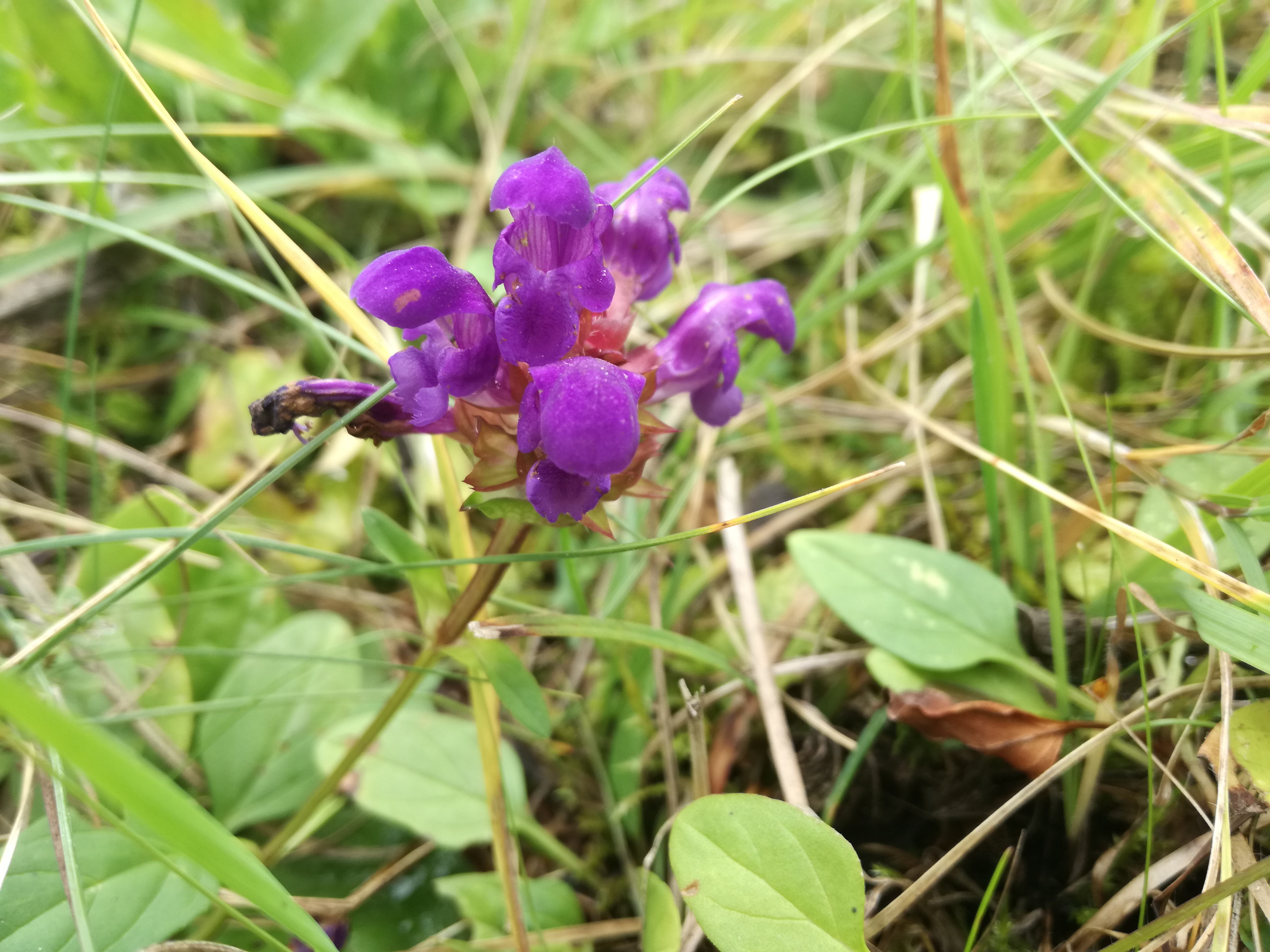 22102017225315 3132 art 1562 img 20171006 145732