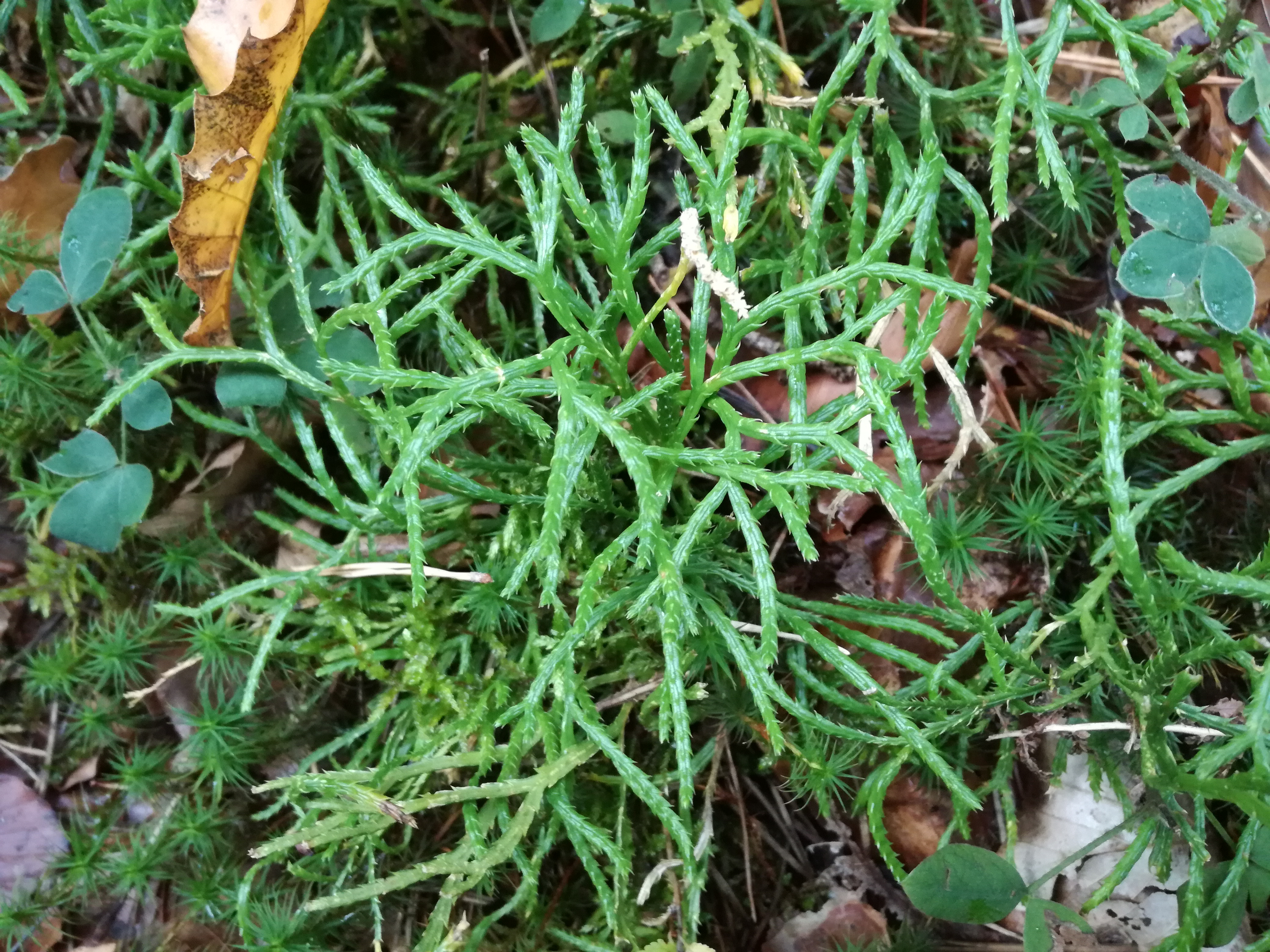 22102017231348 3133 art 1882 img 20171006 132107 2