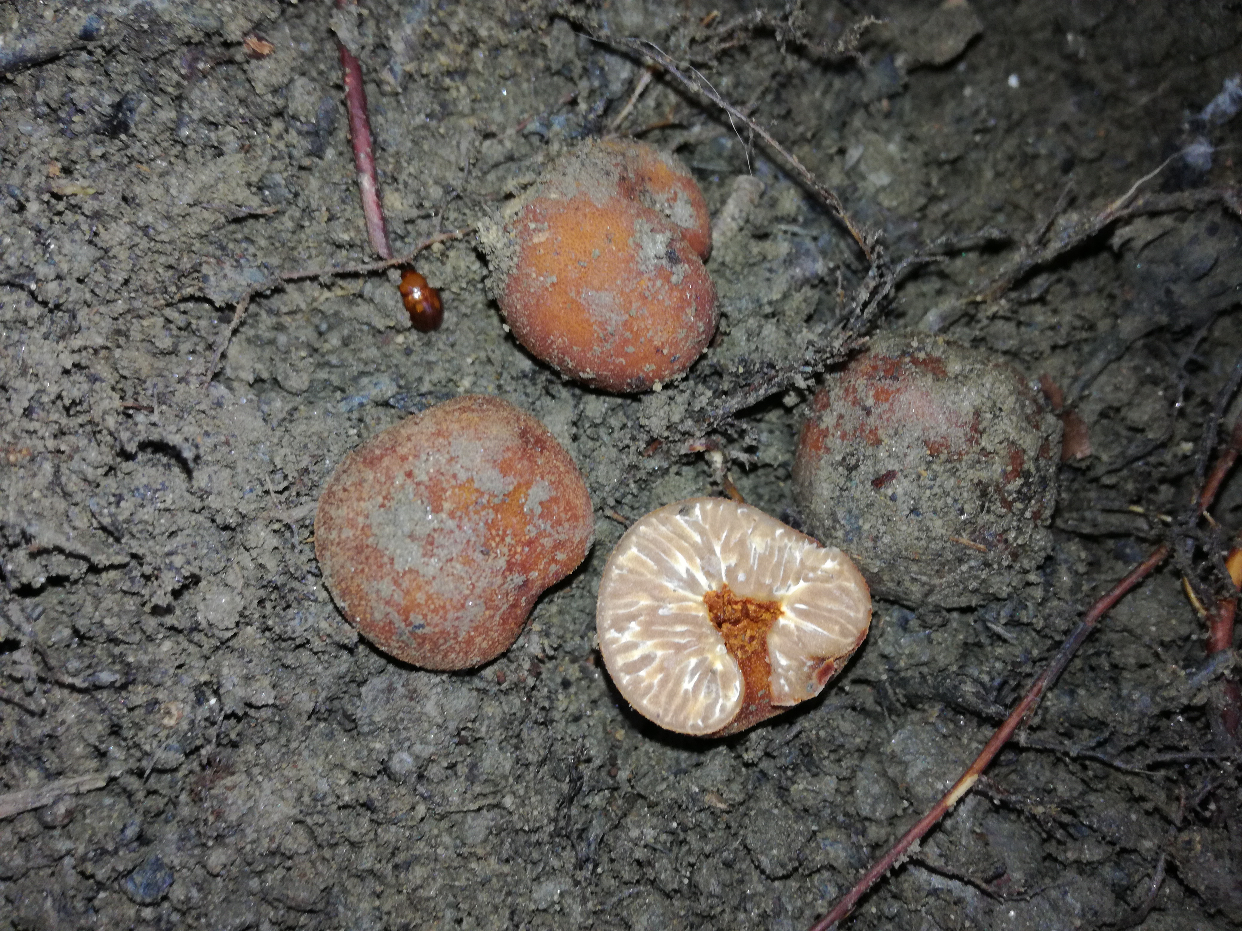 22102017232523 3134 art 1883 img 20171008 094133