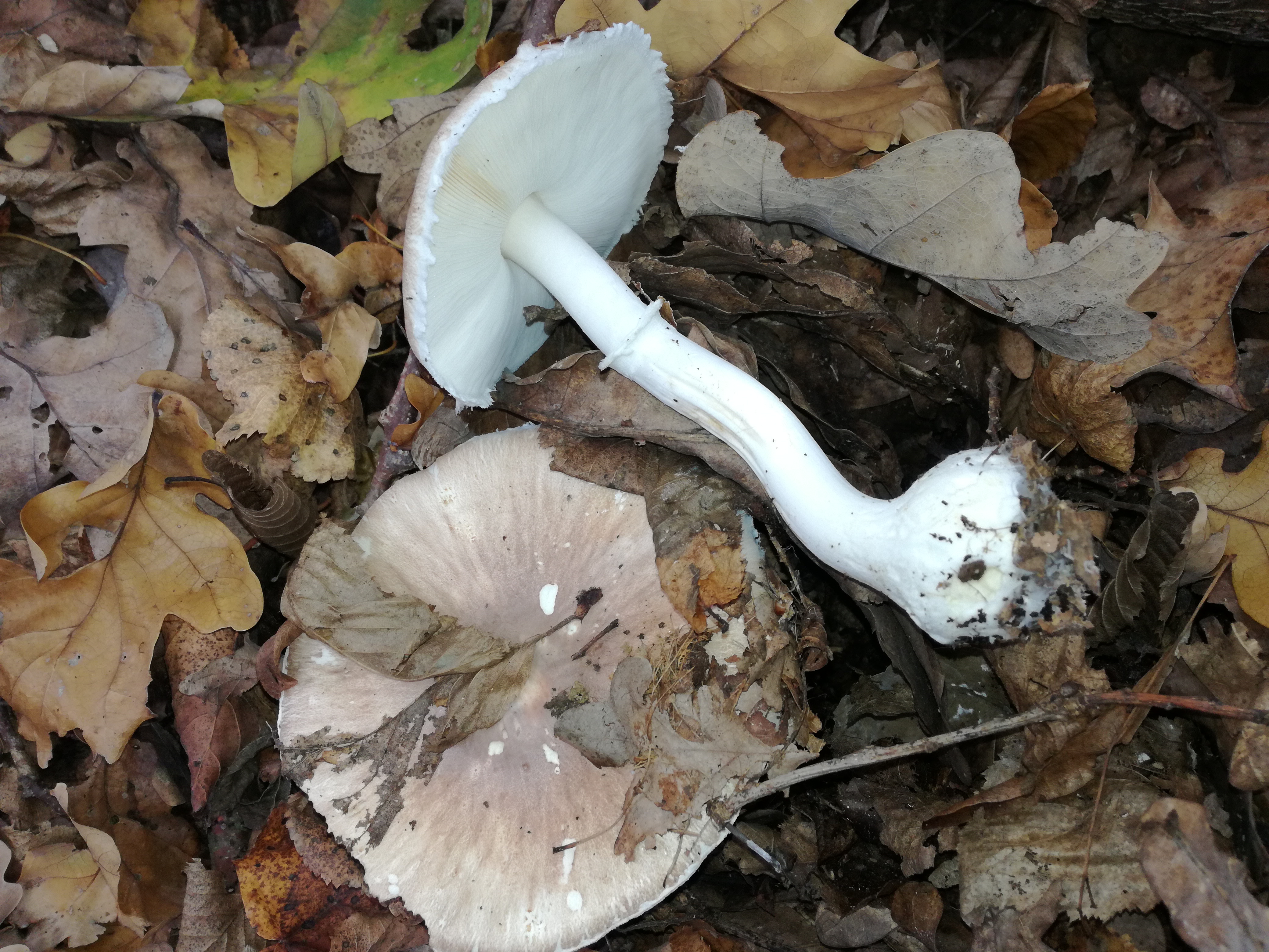 22102017233954 3135 art 1884 img 20171008 101514