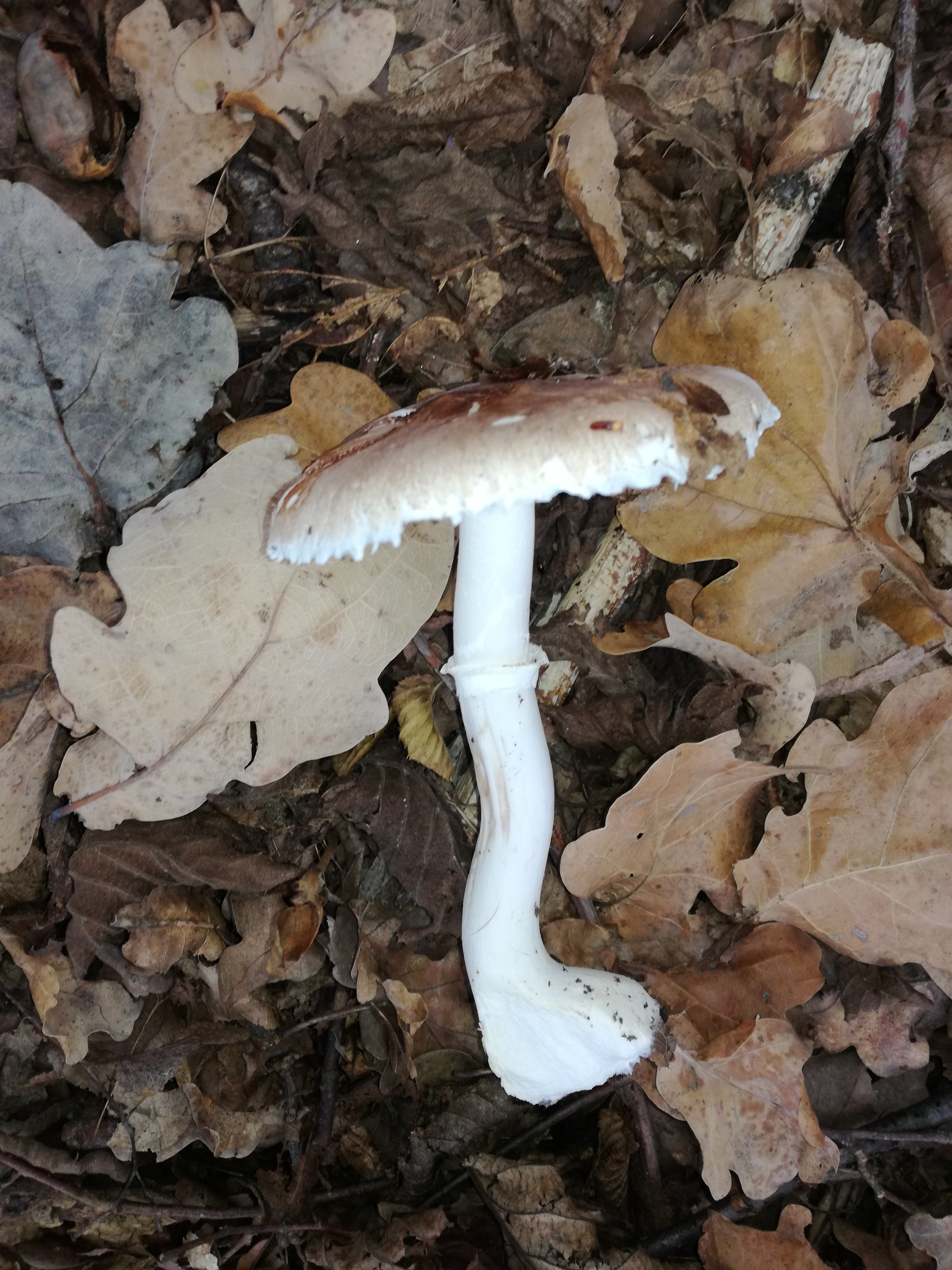 22102017234213 3136 art 1884 img 20171008 102350