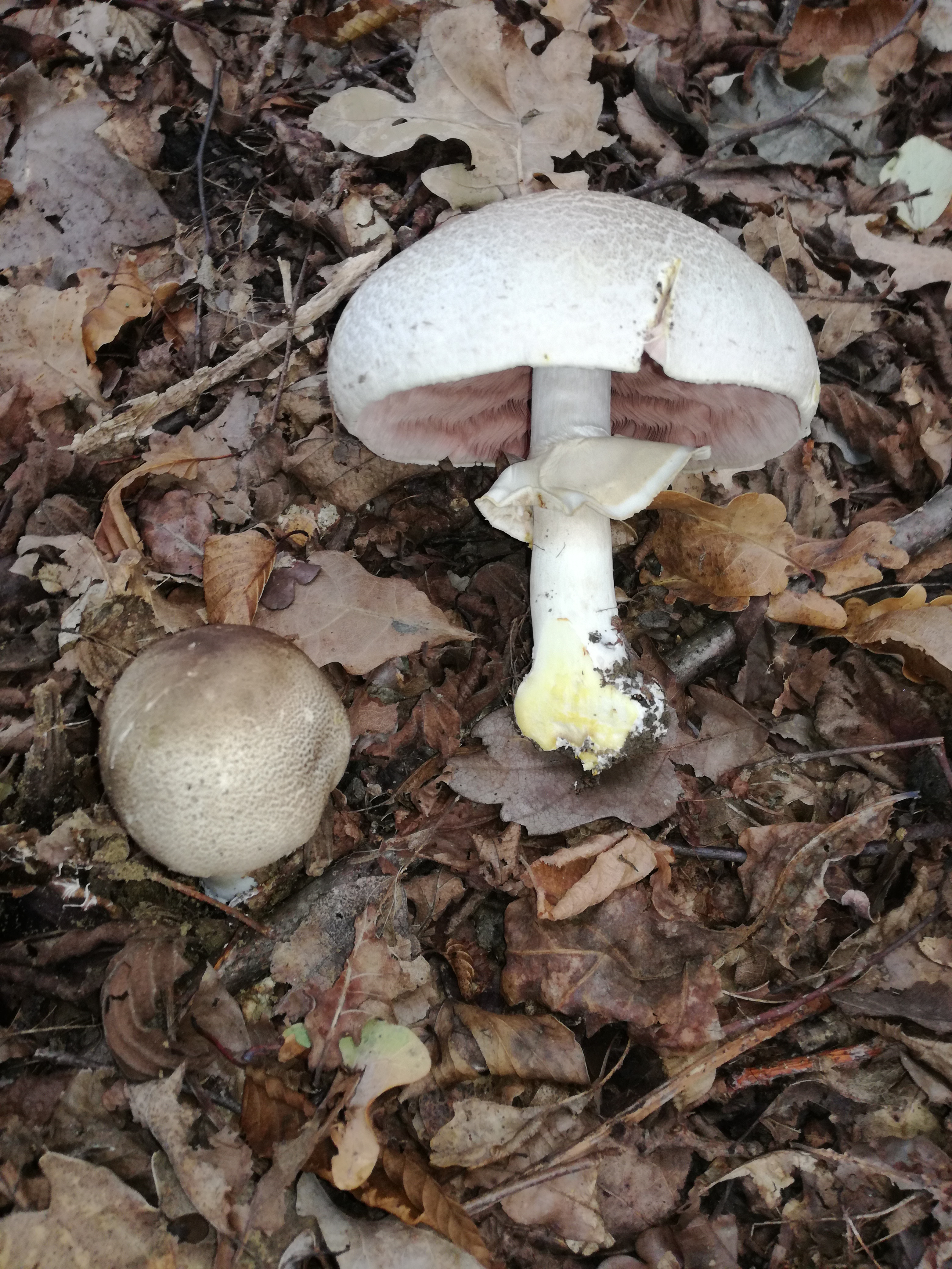 22102017235101 3137 art 1885 img 20171008 102315