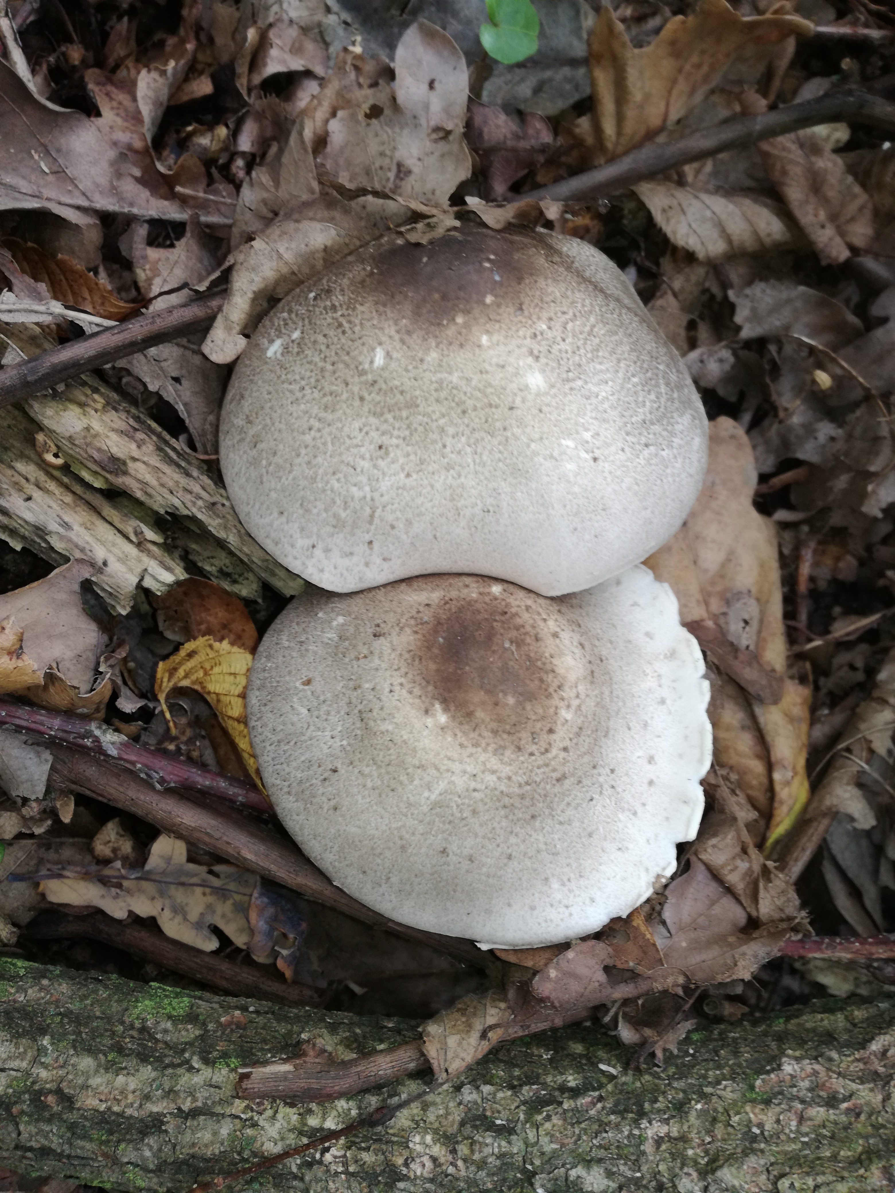 22102017235350 3138 art 1885 img 20171008 102826