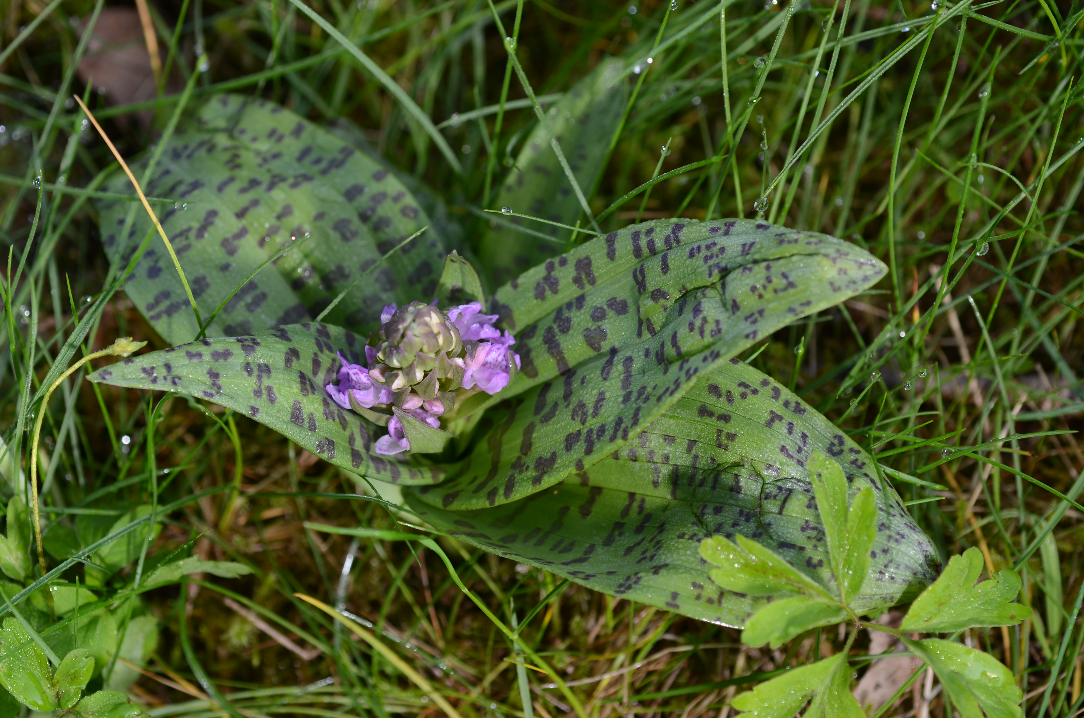 23042014174737 2338 art 330 dsc 3559