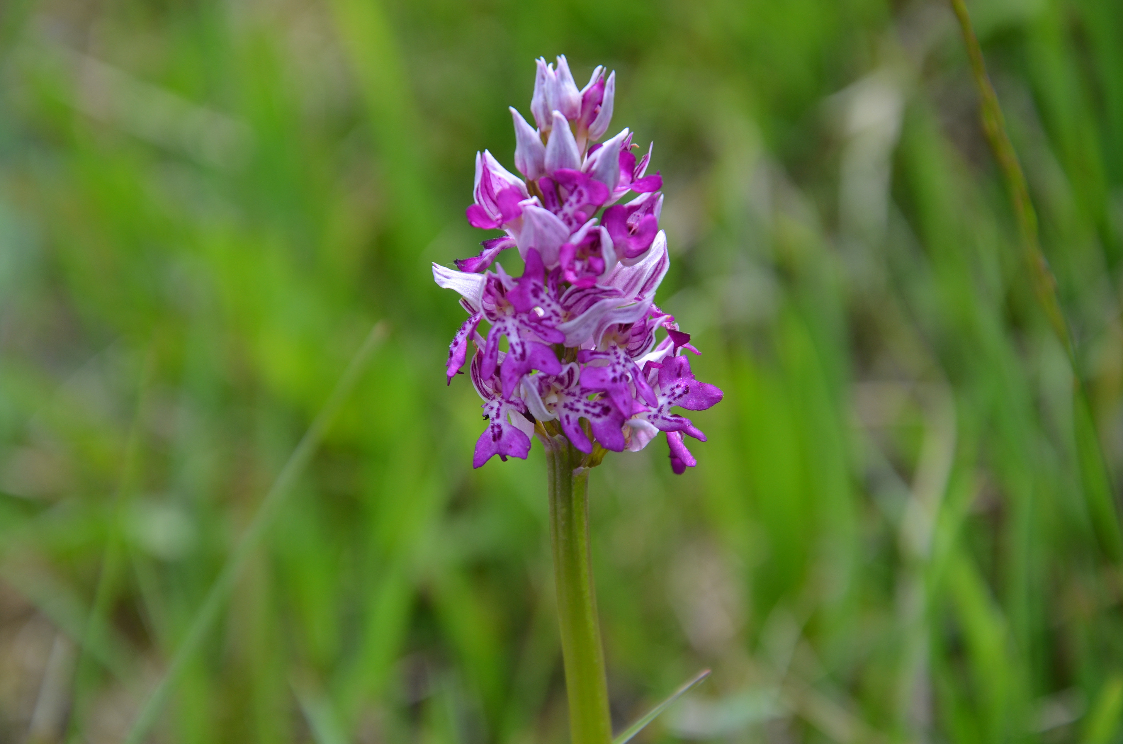 23042014175158 2339 art 551 dsc 3579