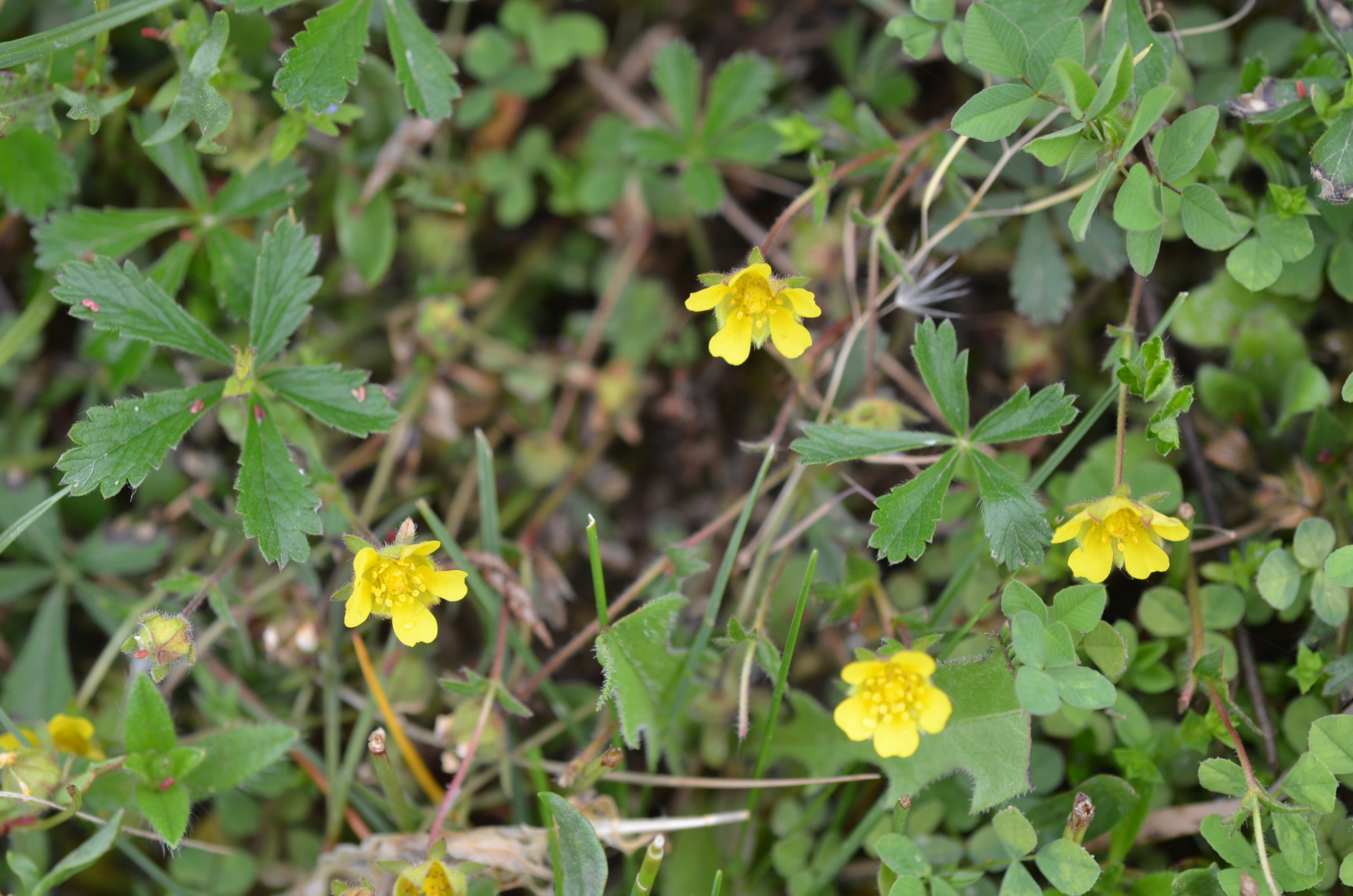 23042014180433 2341 art 1475 dsc 3596