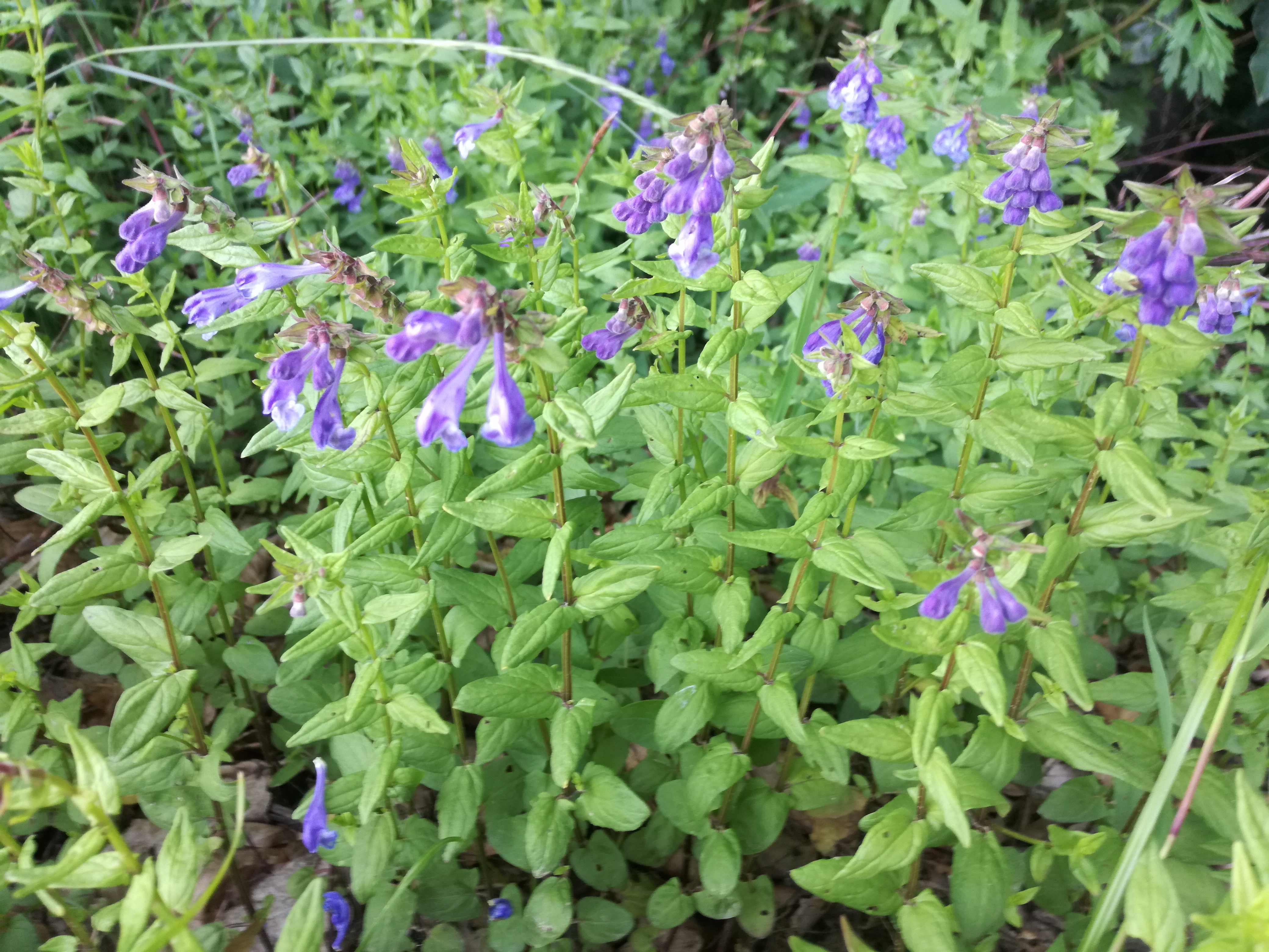 23052018200948 3669 art 2214 img 20180523 164138