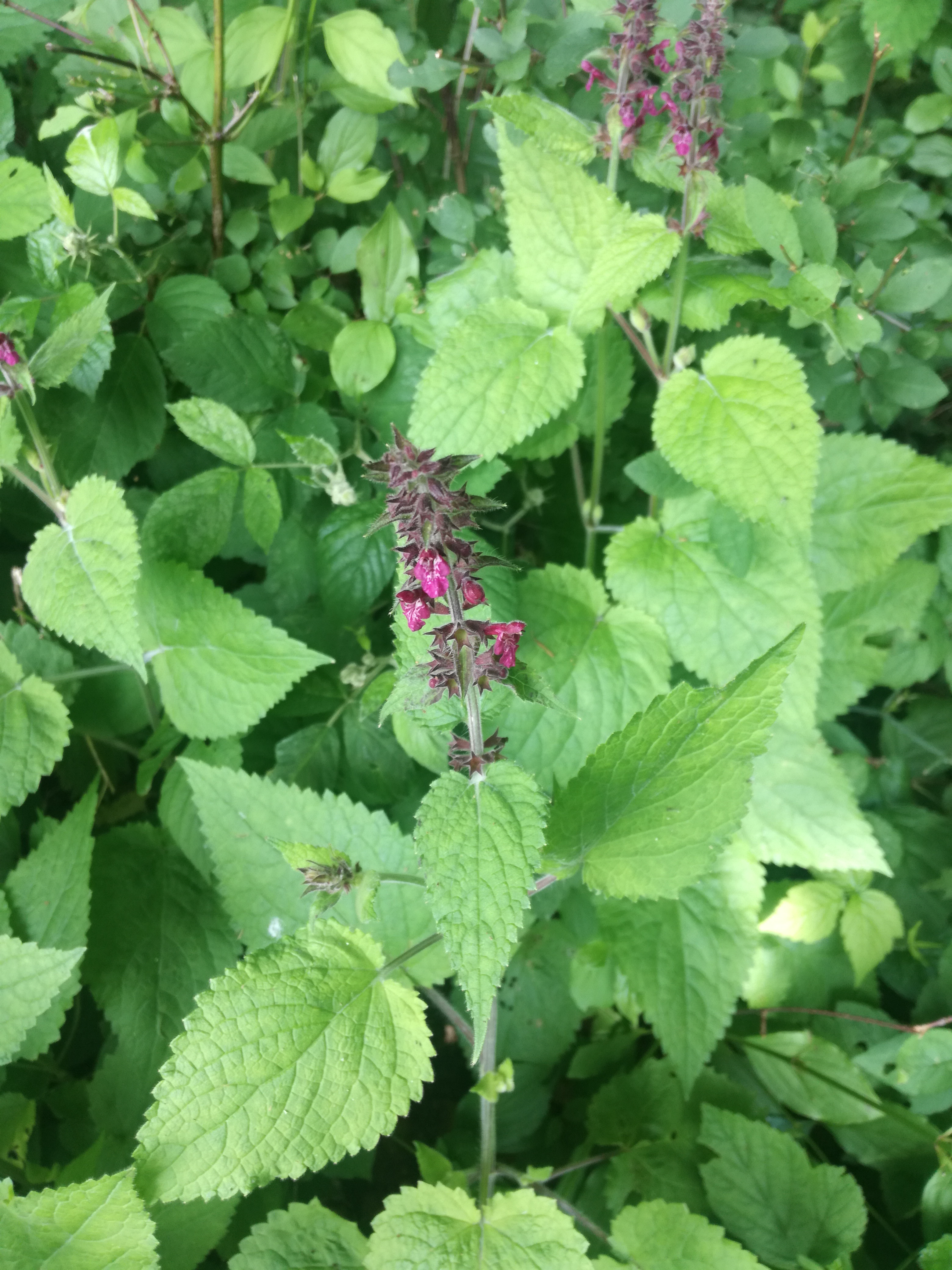 23052018201533 3672 art 319 img 20180523 142351