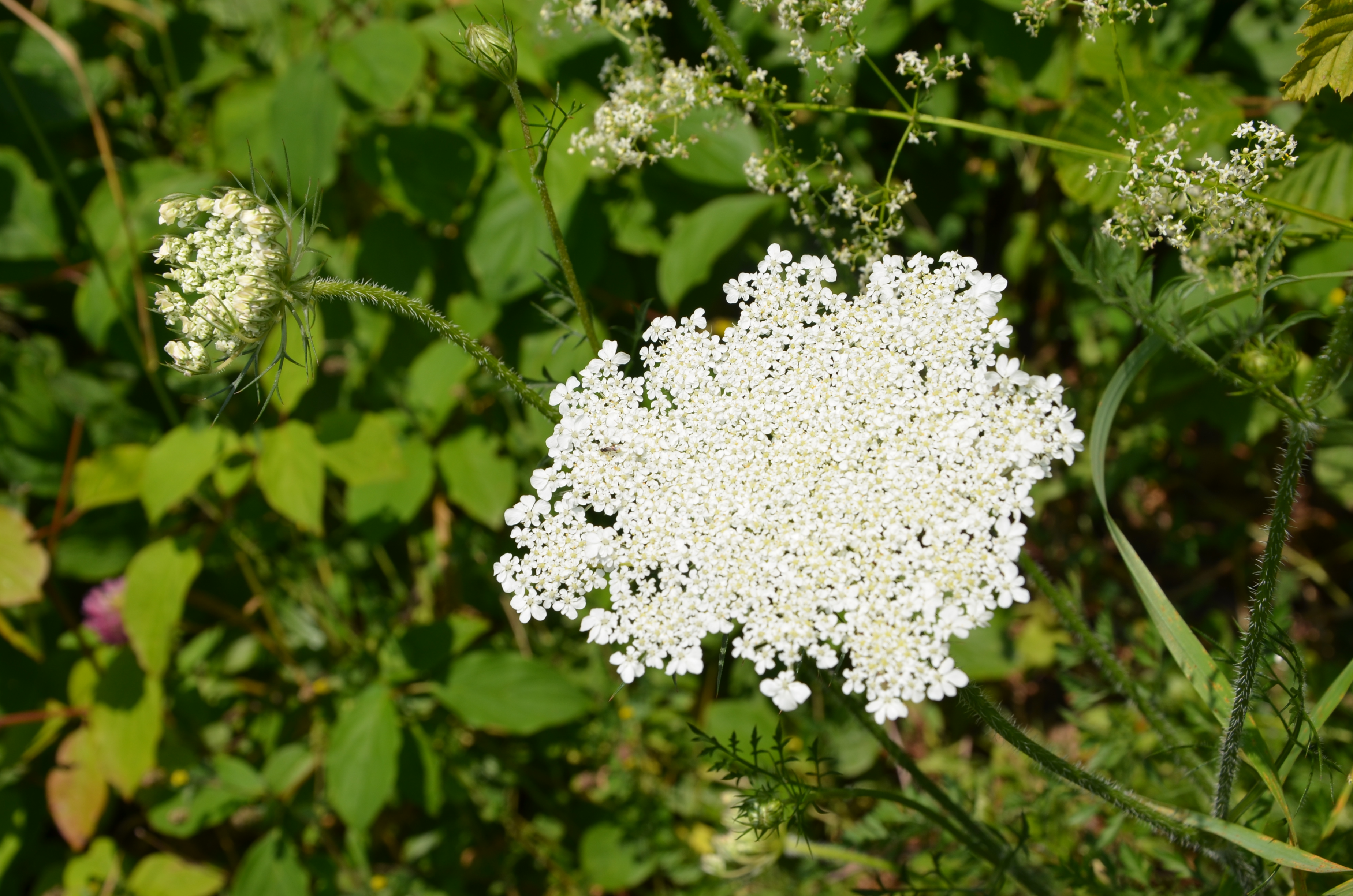 23062014160957 2538 art 500 wilde mohre