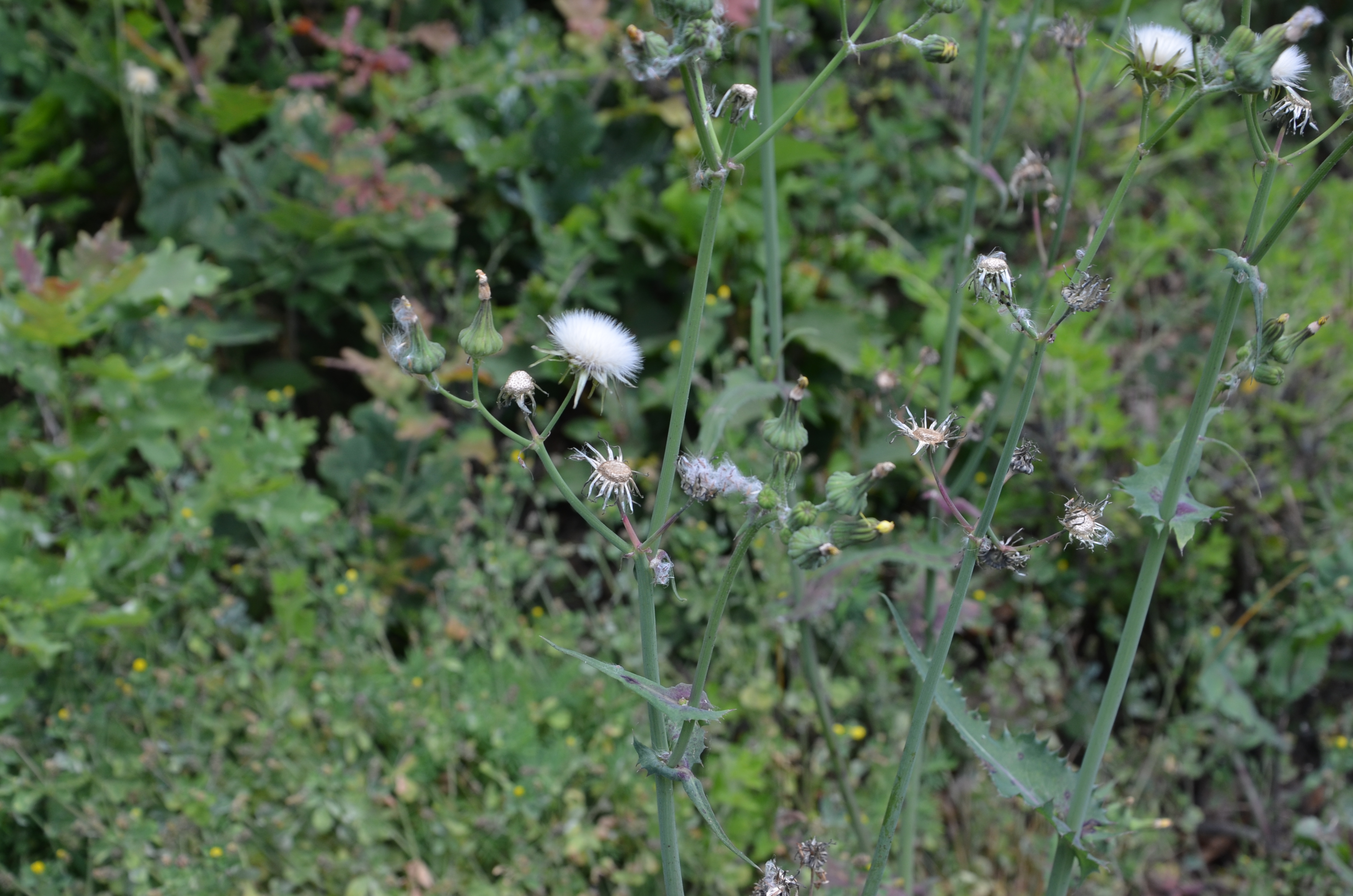 23062014161348 2539 art 1333 gansedistel