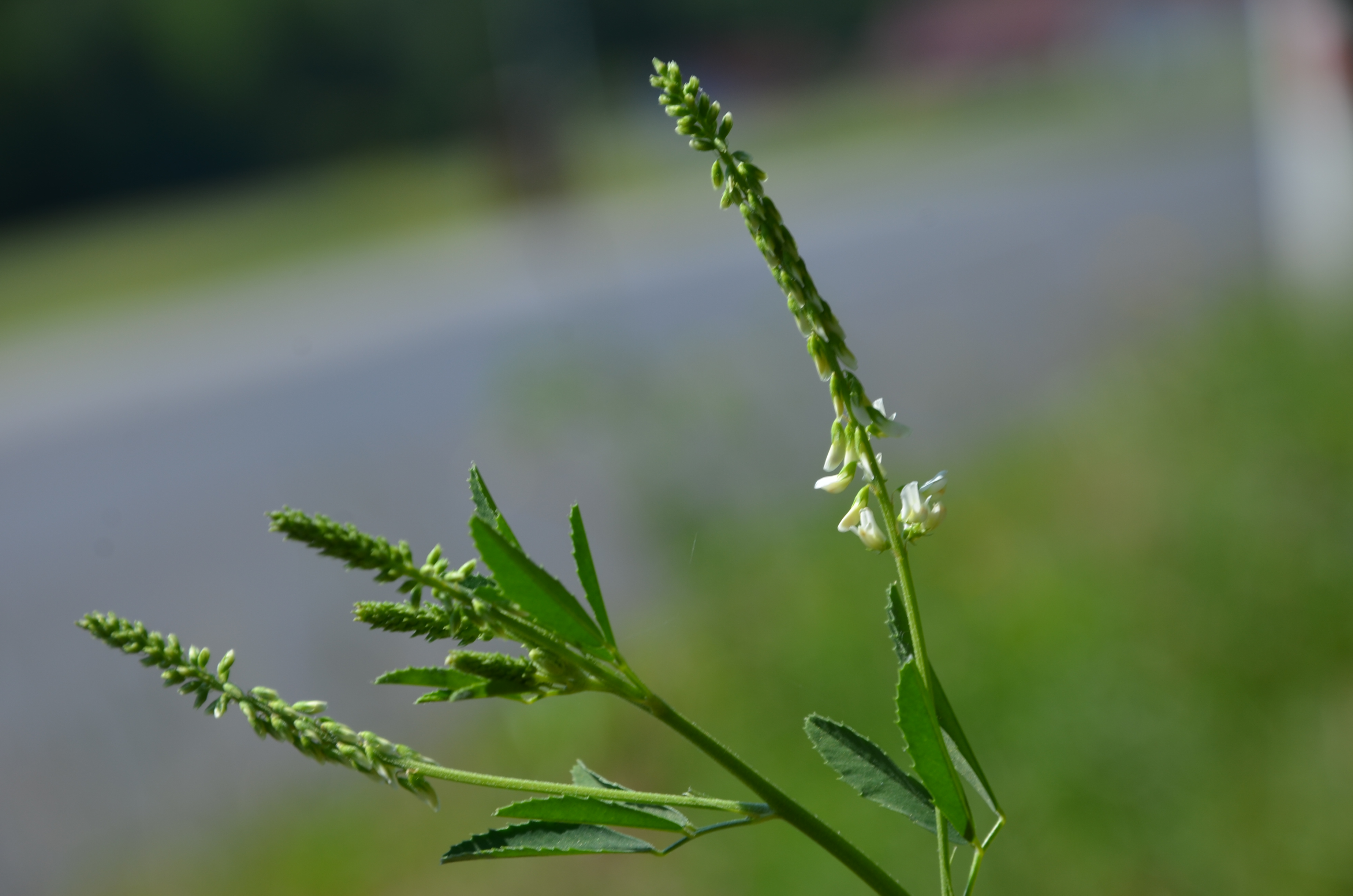 23062014164315 2542 art 1558 weiser steinklee