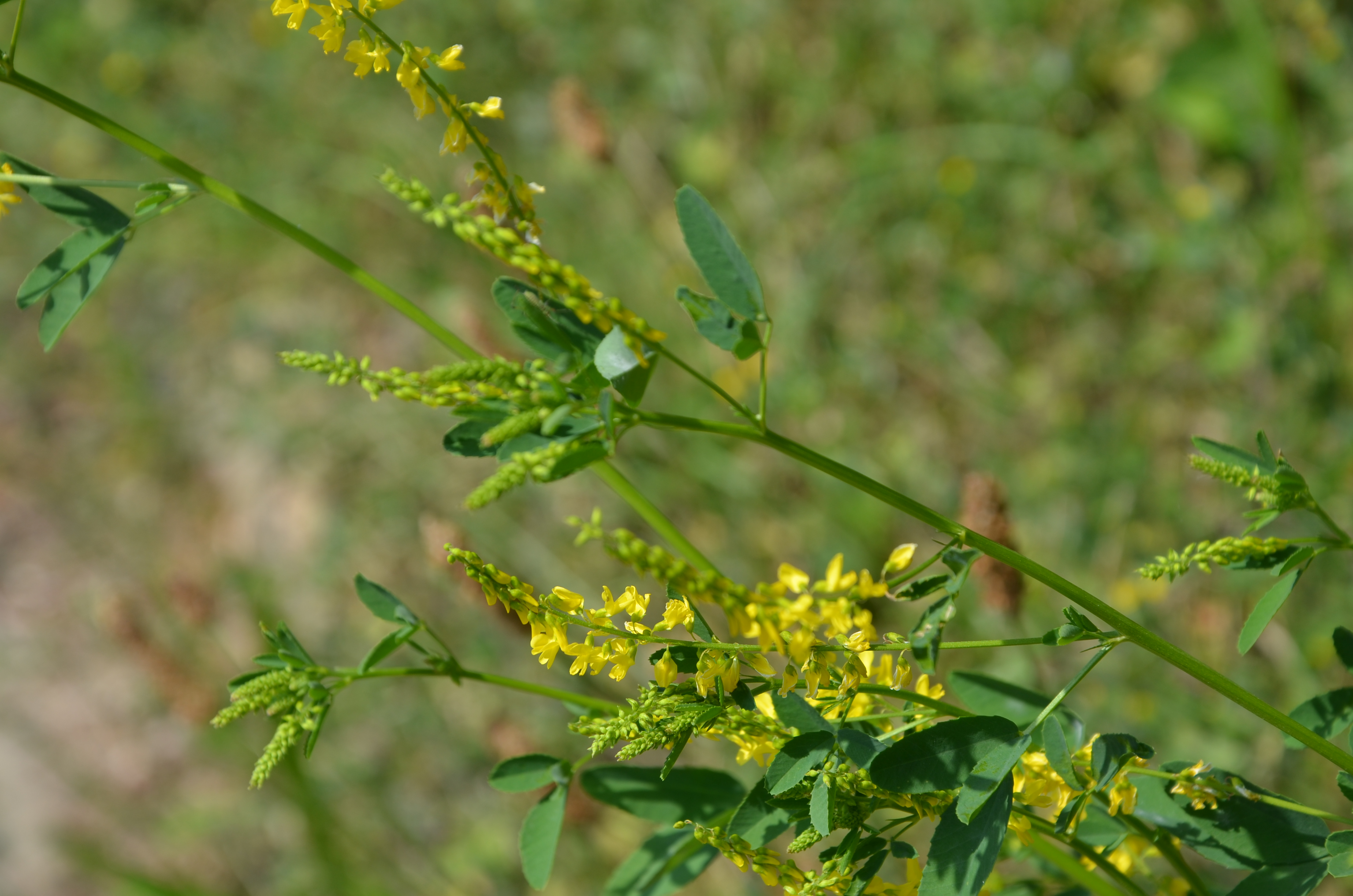 23062014165340 2543 art 1559 dsc 5976