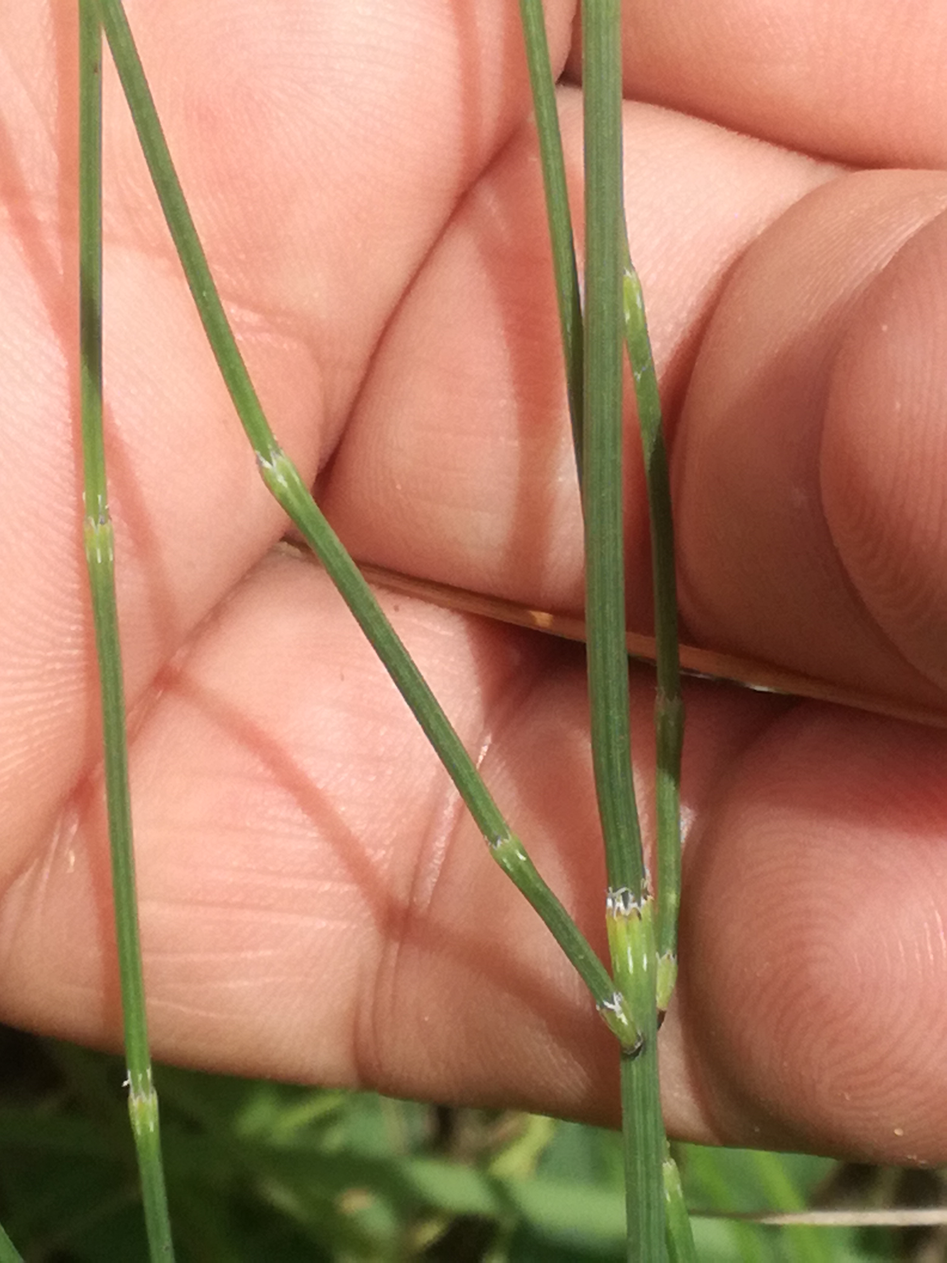 23062018225430 3757 art 2252 img 20180623 112318