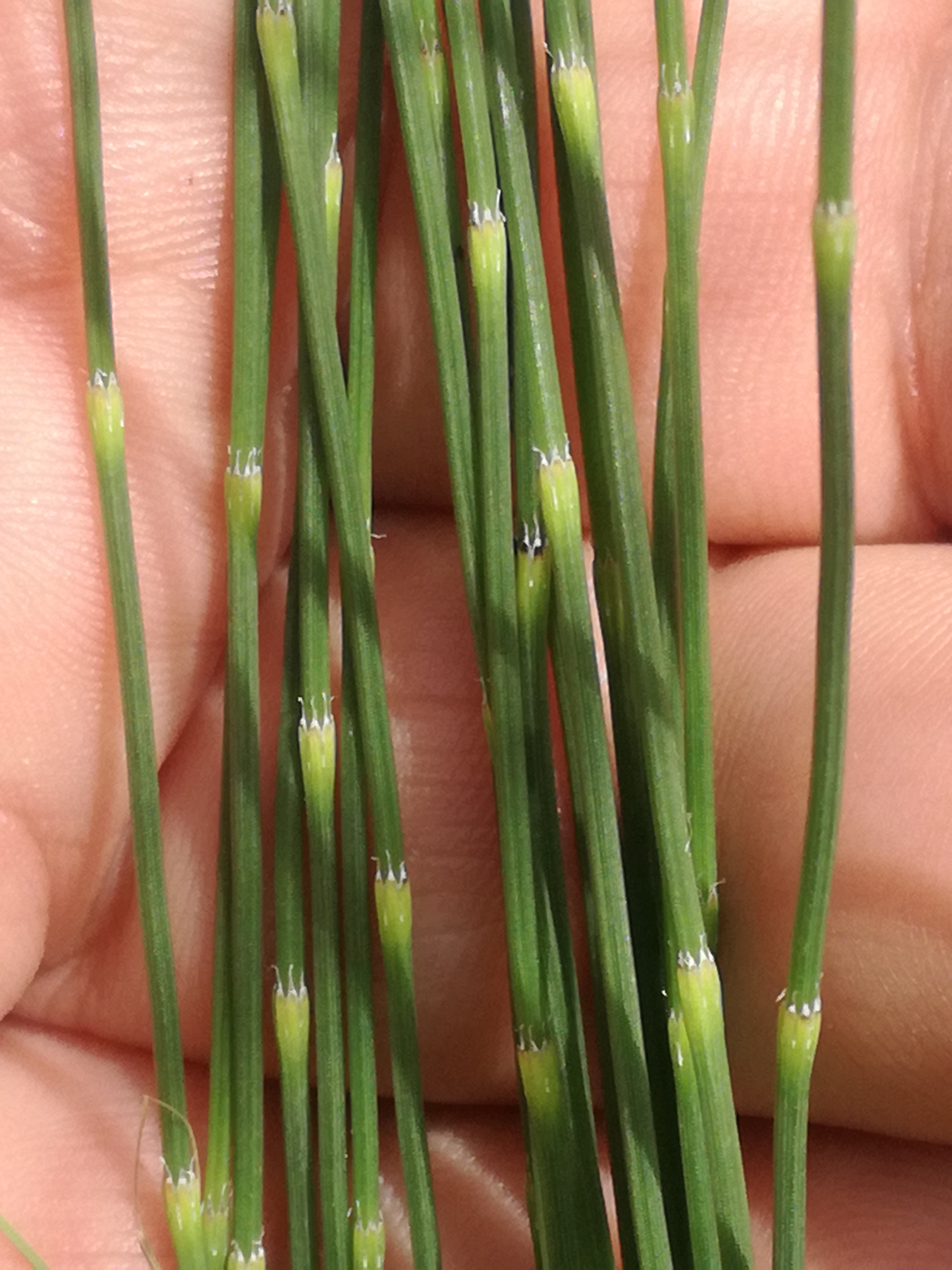 23062018225529 3758 art 2252 img 20180623 112301