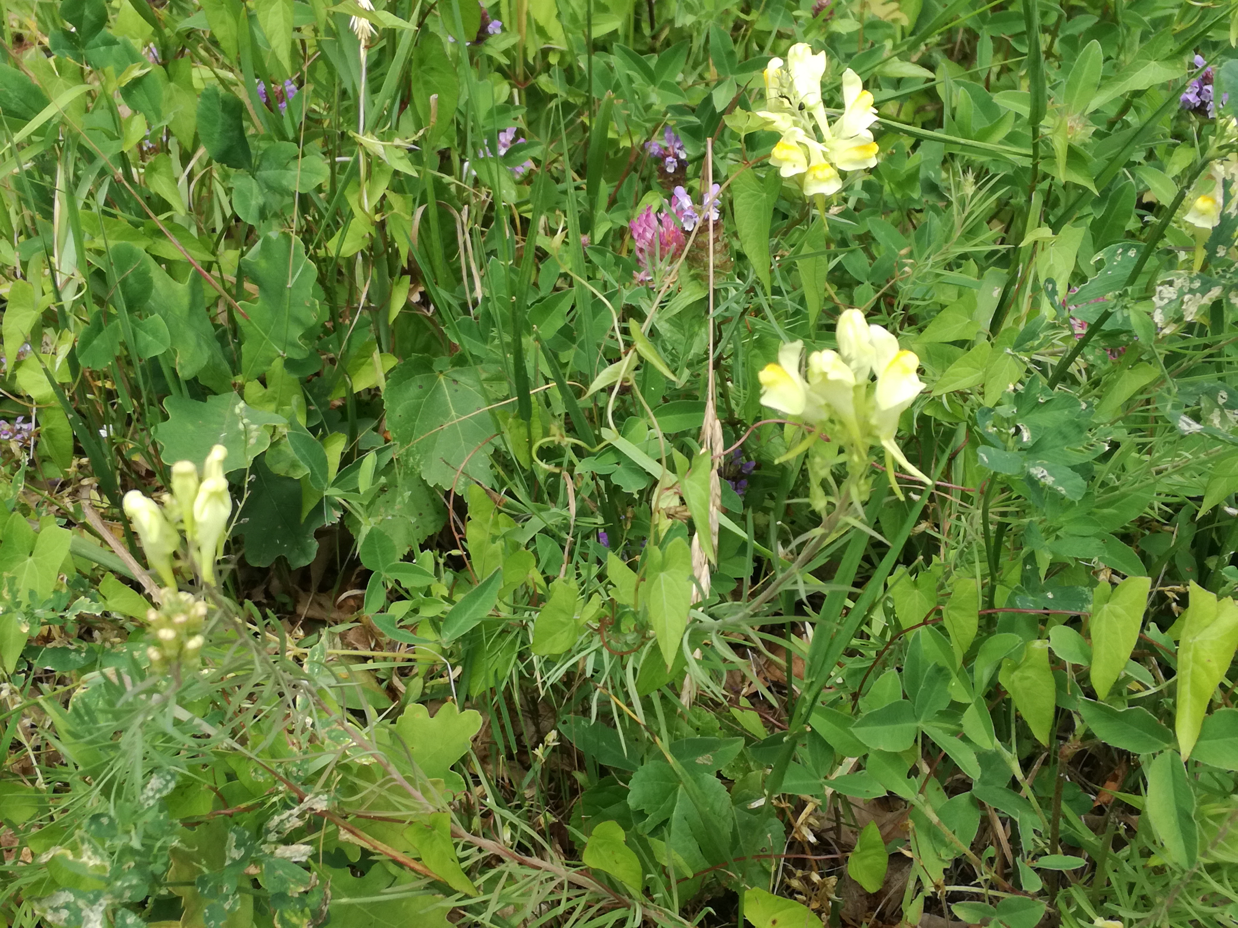 23062018231142 3760 art 2253 img 20180623 103359