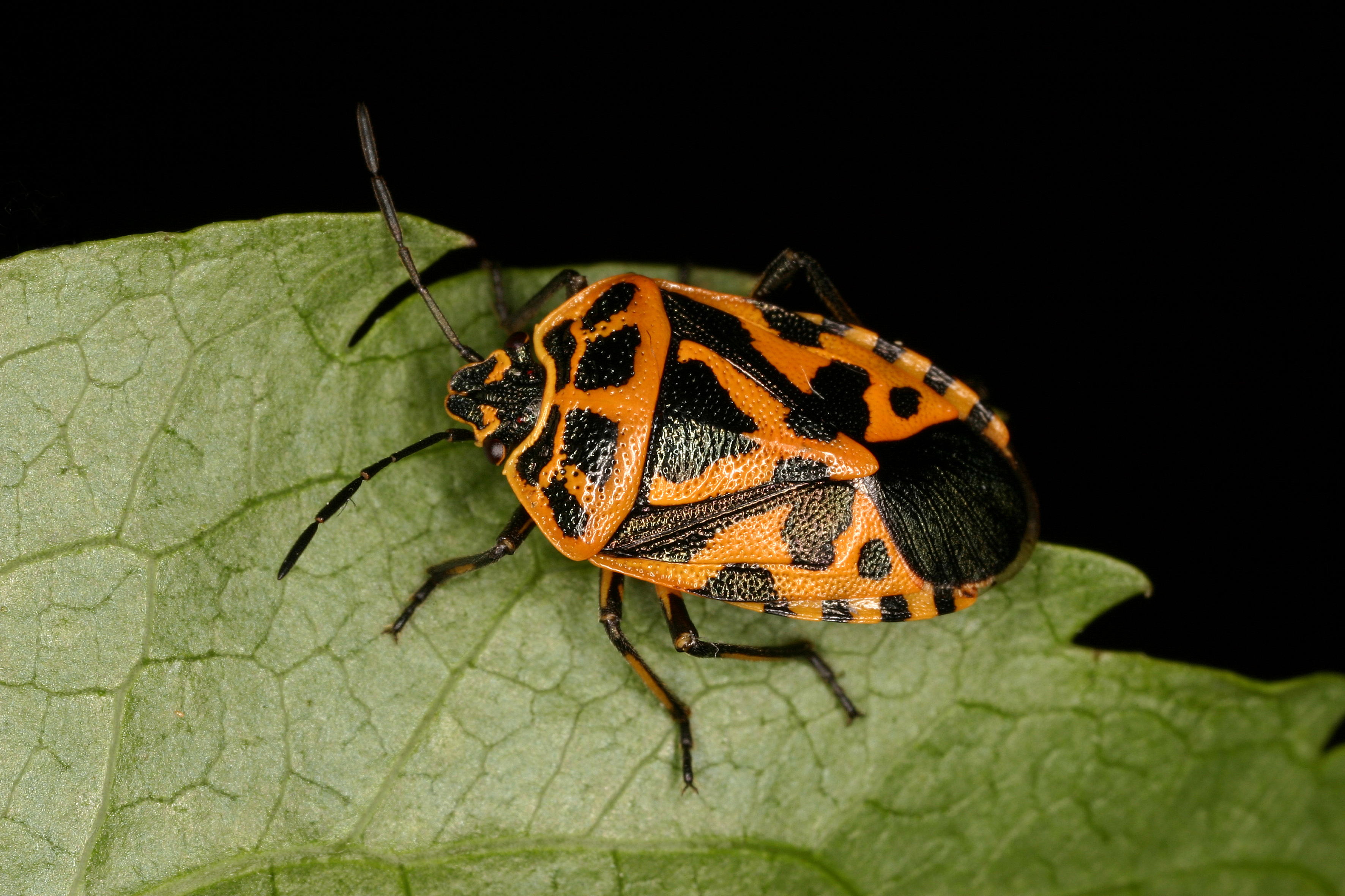 23072013093917 1179 art 421 eurydema ventralis wolfgang rabitsch