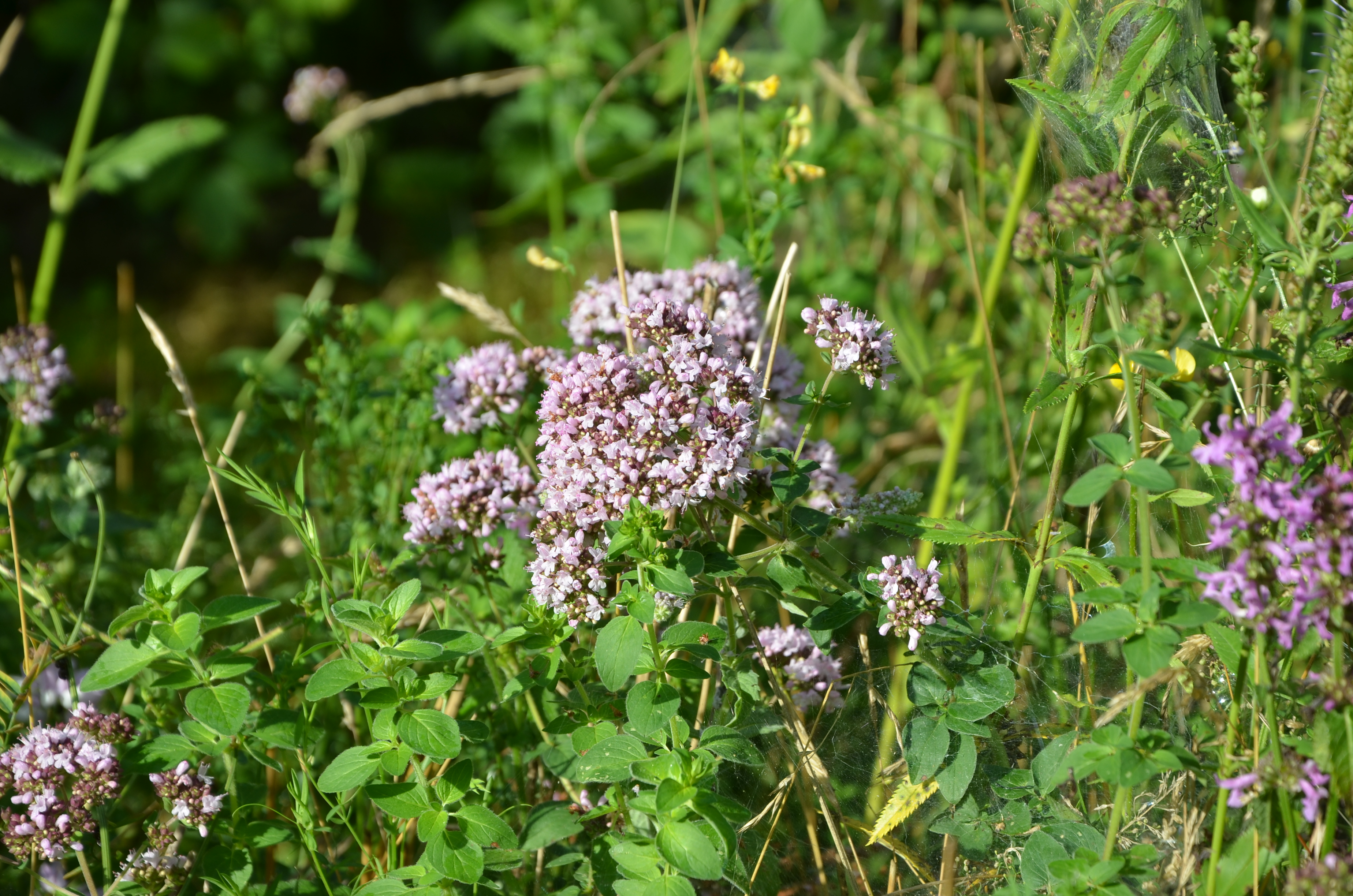 23072014201035 2559 art 467 dsc 6726