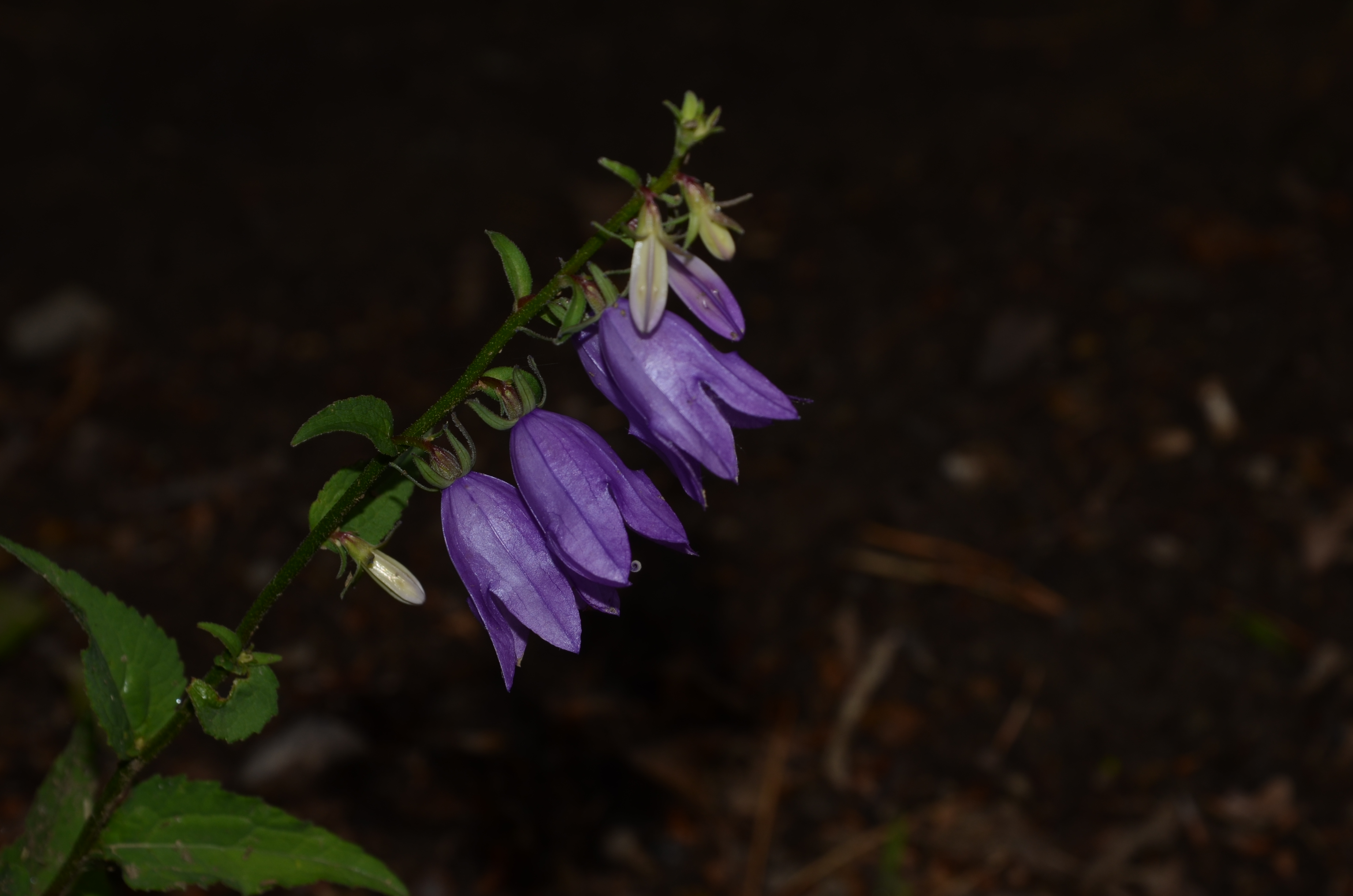 23072014203509 2561 art 1560 dsc 6037