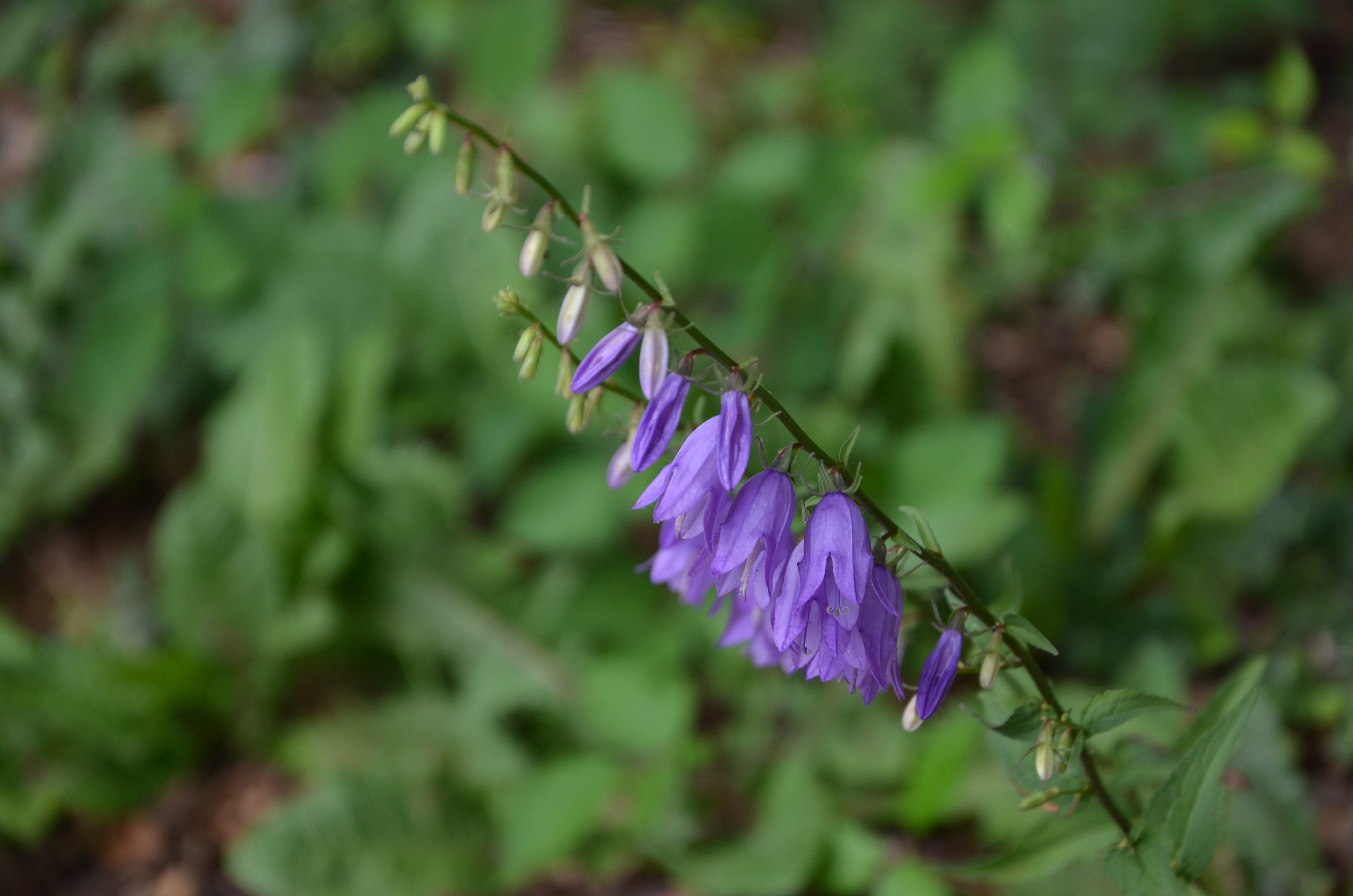 23072014203701 2562 art 1560 dsc 6033