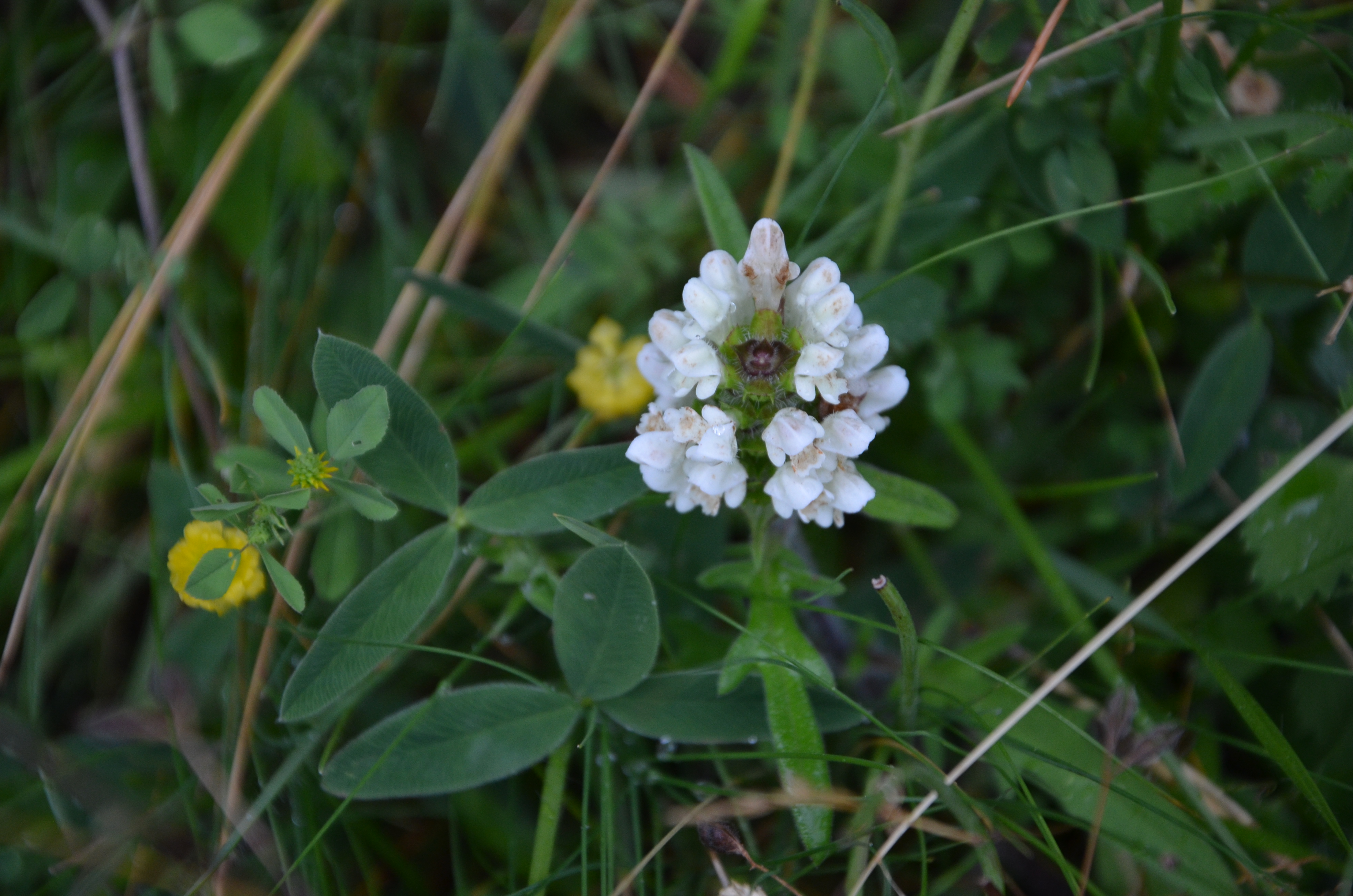 23072014205214 2564 art 1561 dsc 6050