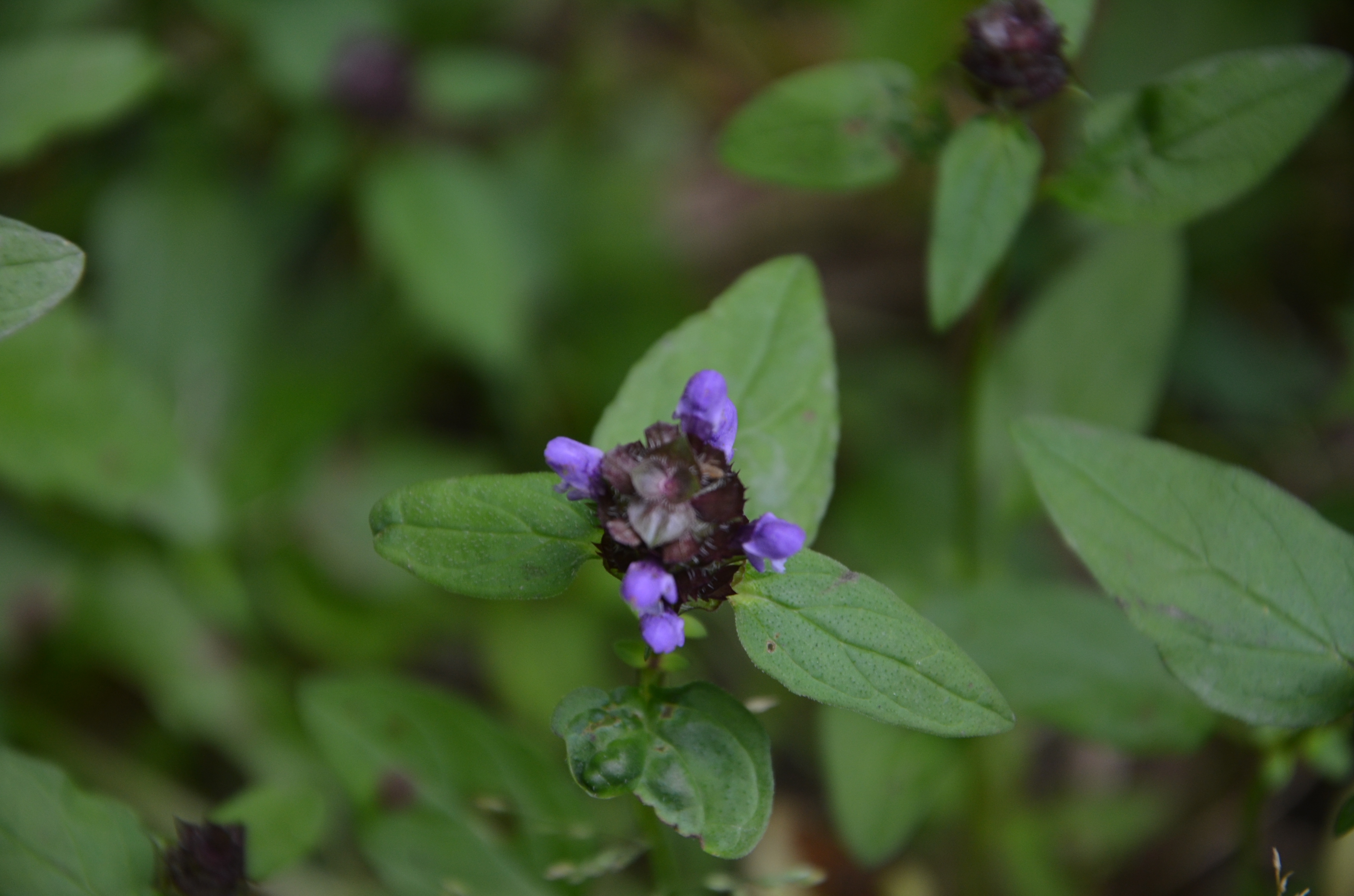 23072014212005 2566 art 1563 dsc 6196