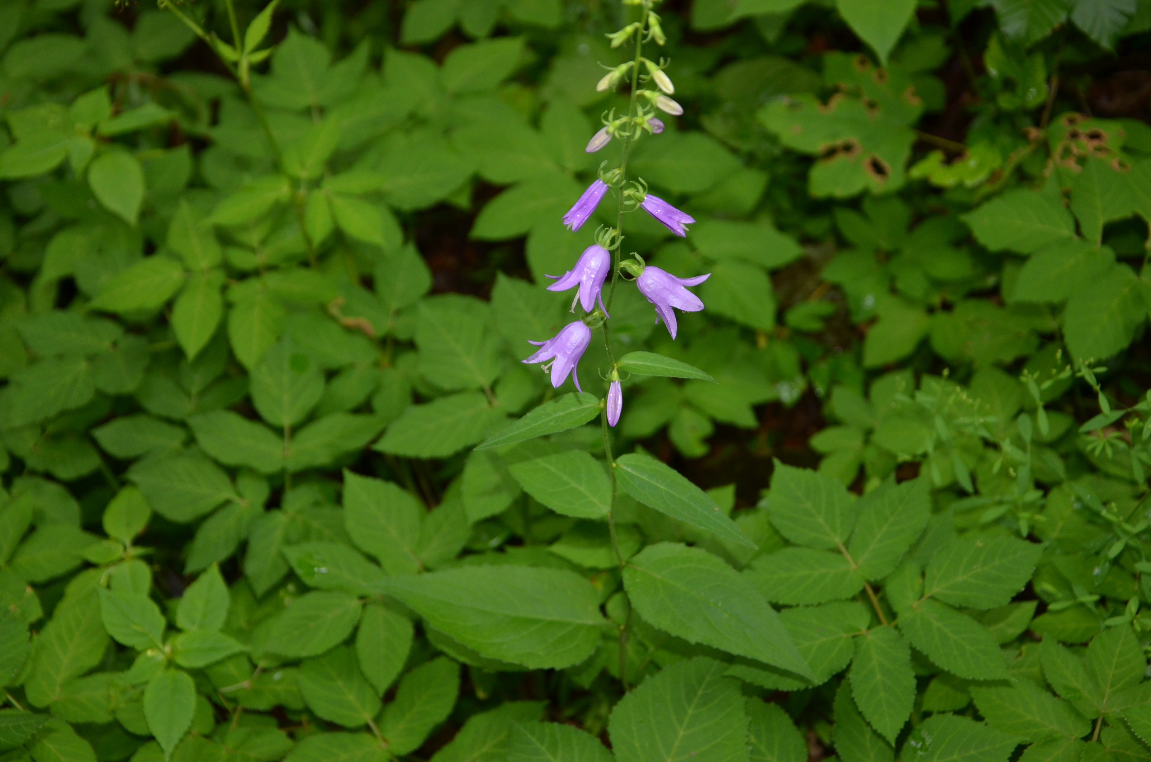 23072014213853 2567 art 1564 dsc 6110