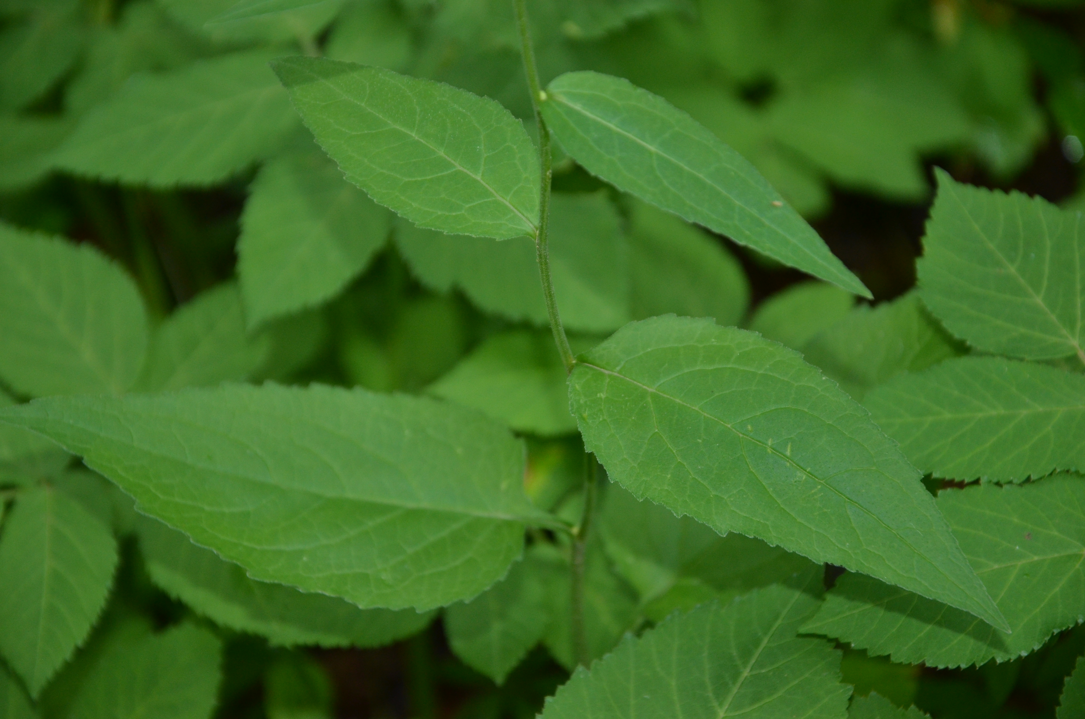 23072014214106 2568 art 1564 dsc 6111