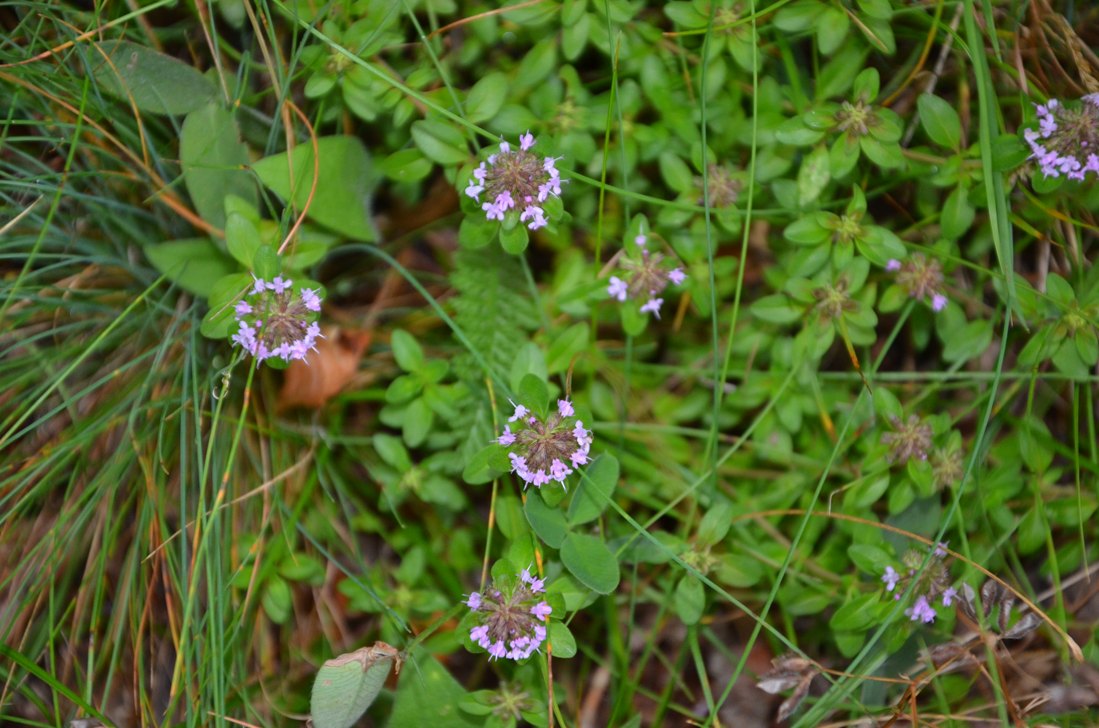 23072014220749 2571 art 1306 dsc 6058