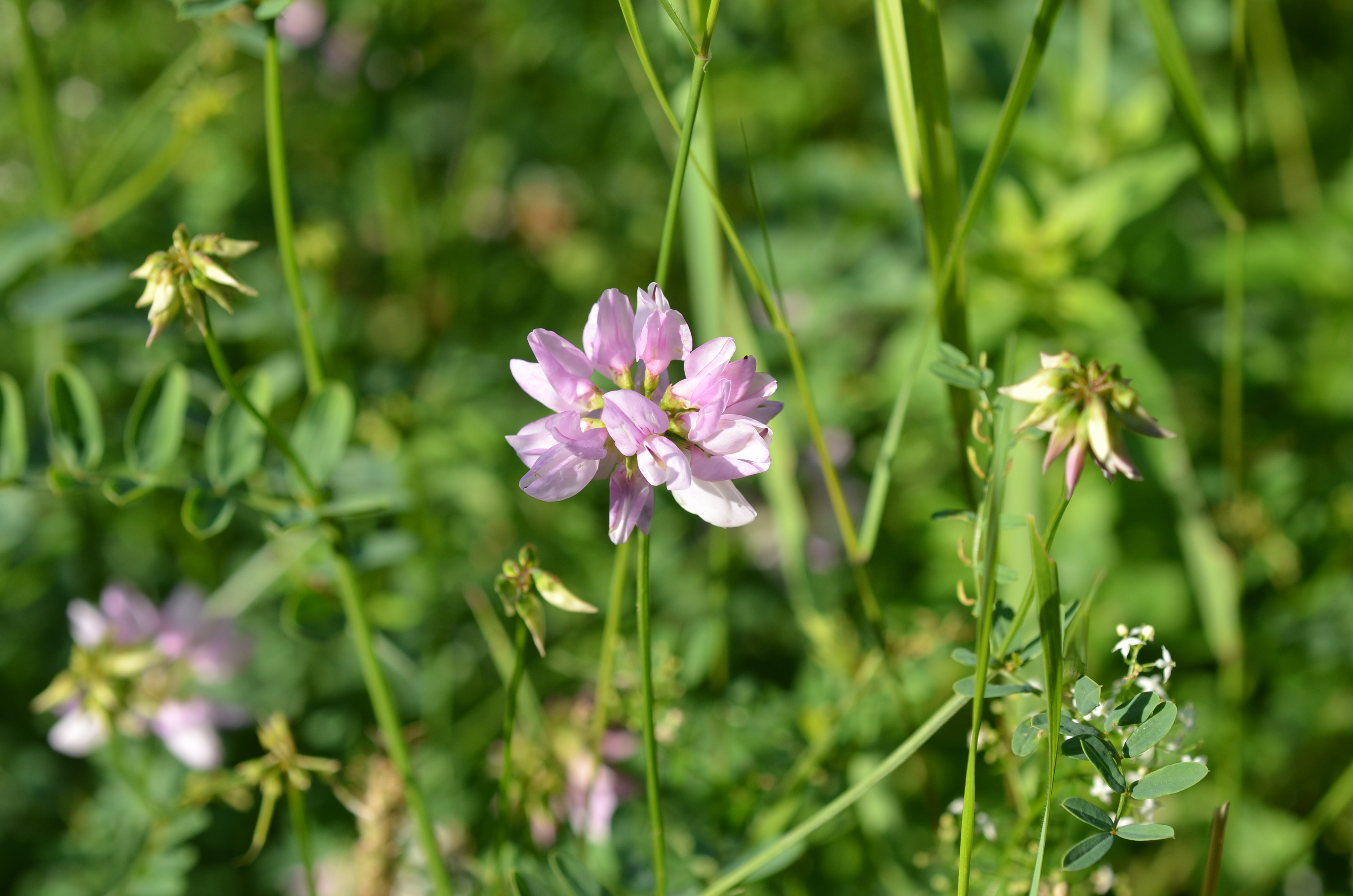 23072014222311 2573 art 1534 dsc 6140