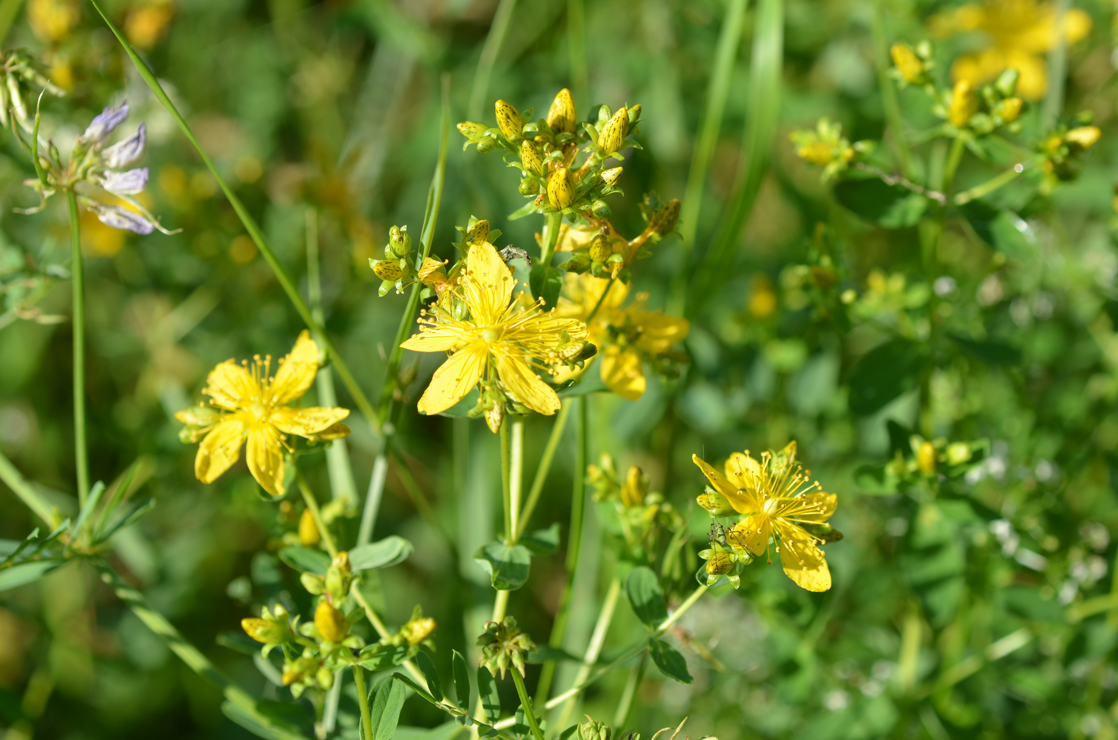 23072014222704 2575 art 1538 dsc 6143