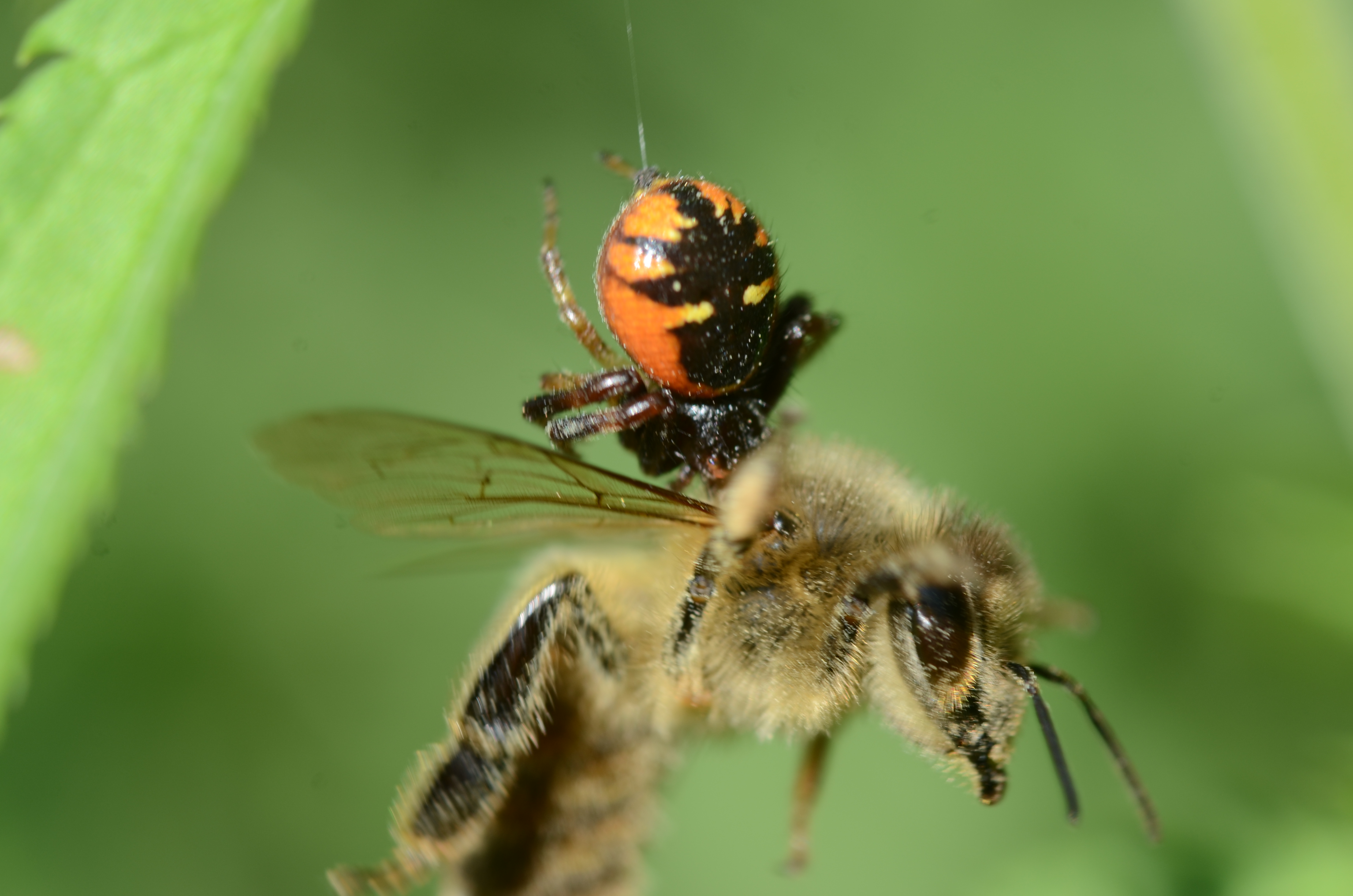 23072014223229 2576 art 747 dsc 6156