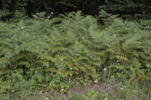 23072014223524 2577 art 1121 dsc 6178