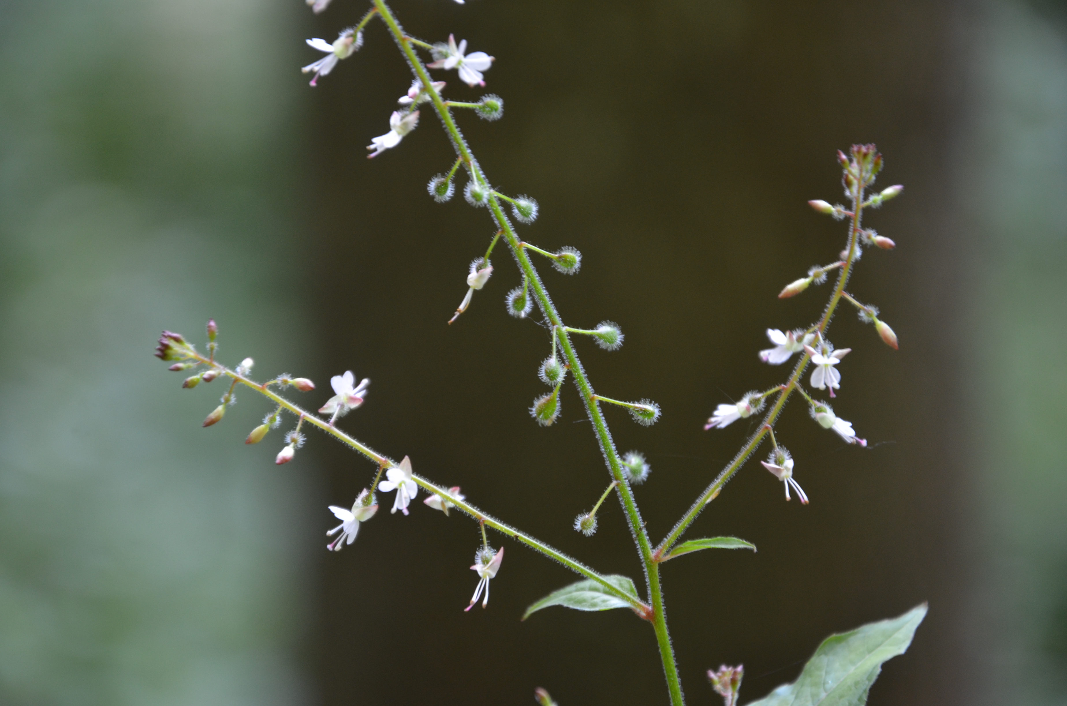 23072014224008 2579 art 1328 dsc 6201