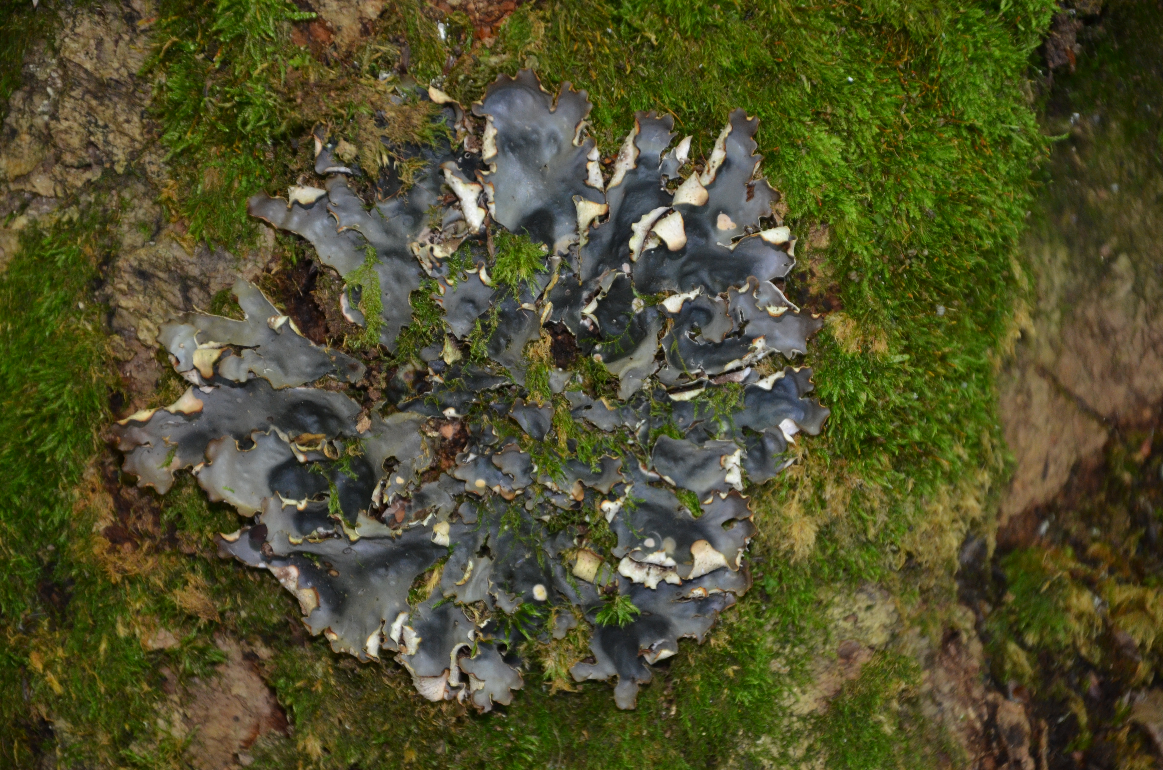 23072014230347 2580 art 1568 dsc 6202