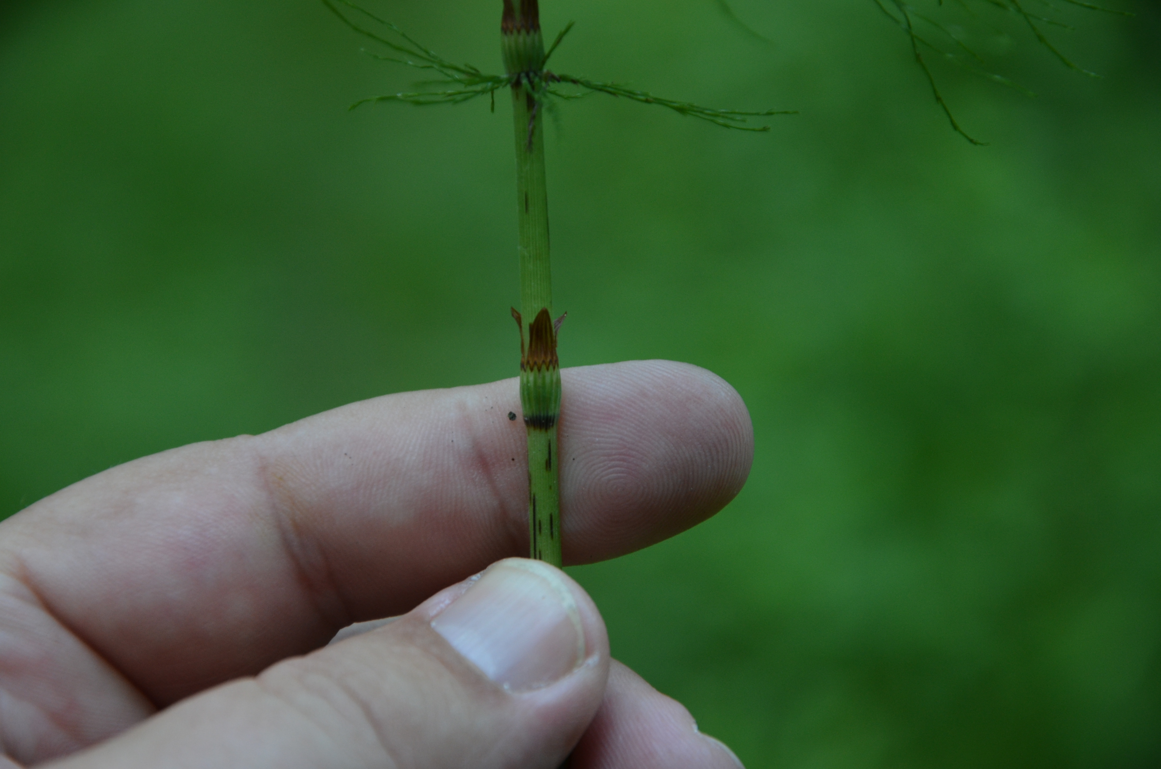 23072014232235 2583 art 1569 dsc 6221