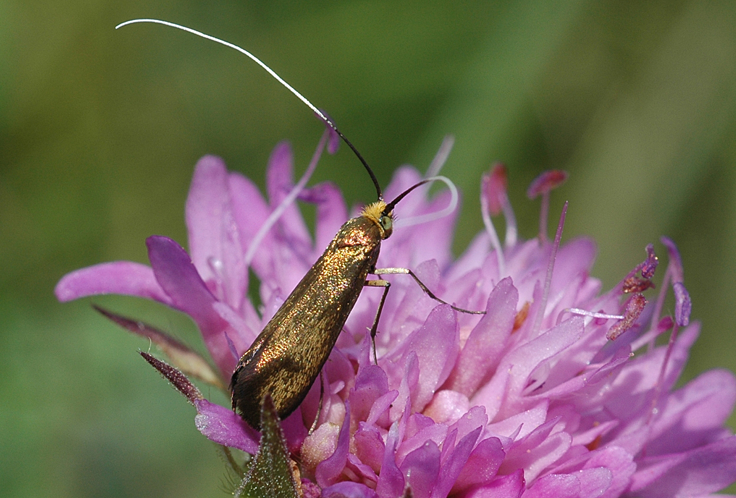 23082013105445 1572 art 1230 1 nemophora metallicab