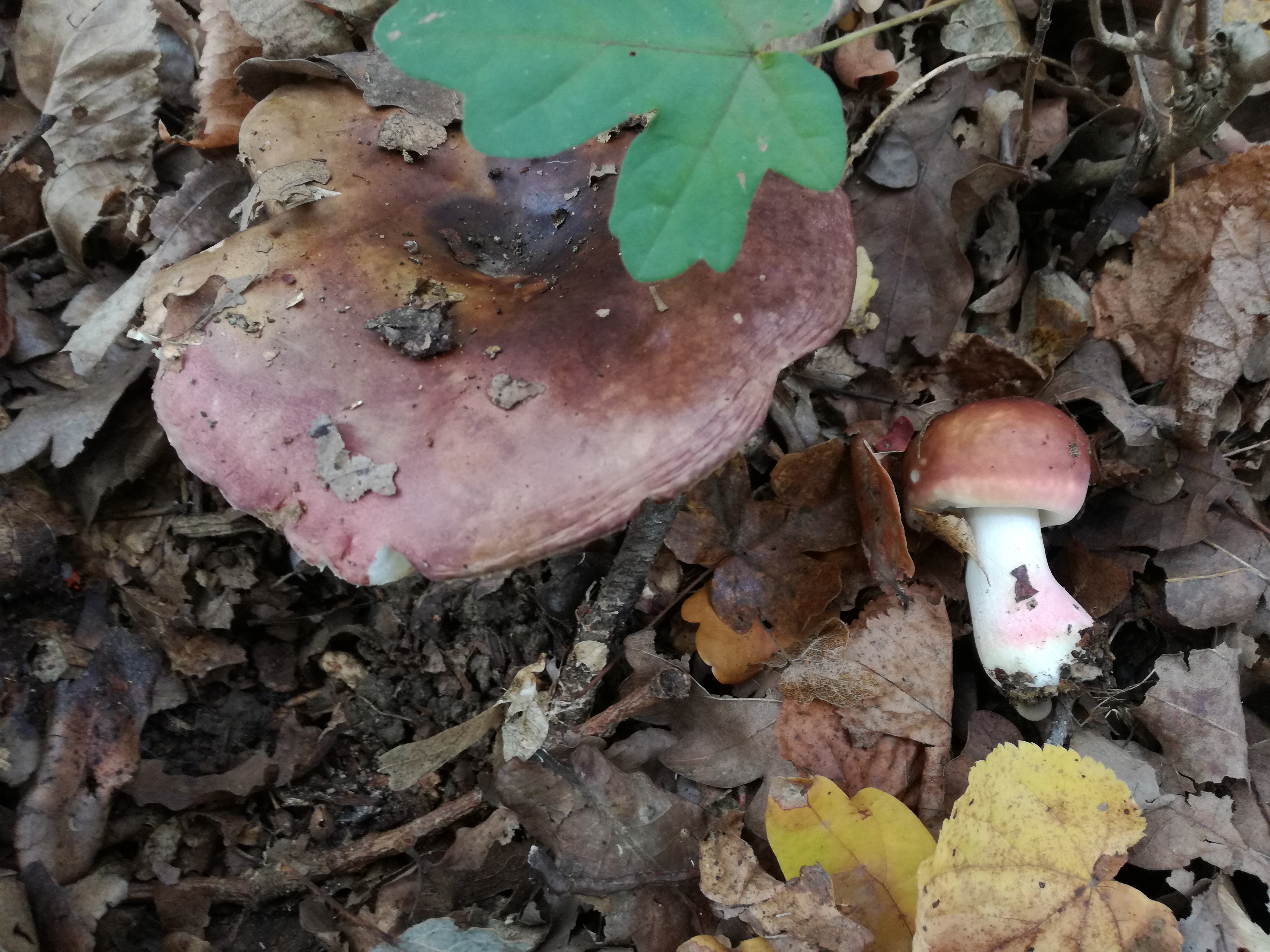 23102017000820 3139 art 1886 img 20171008 103309