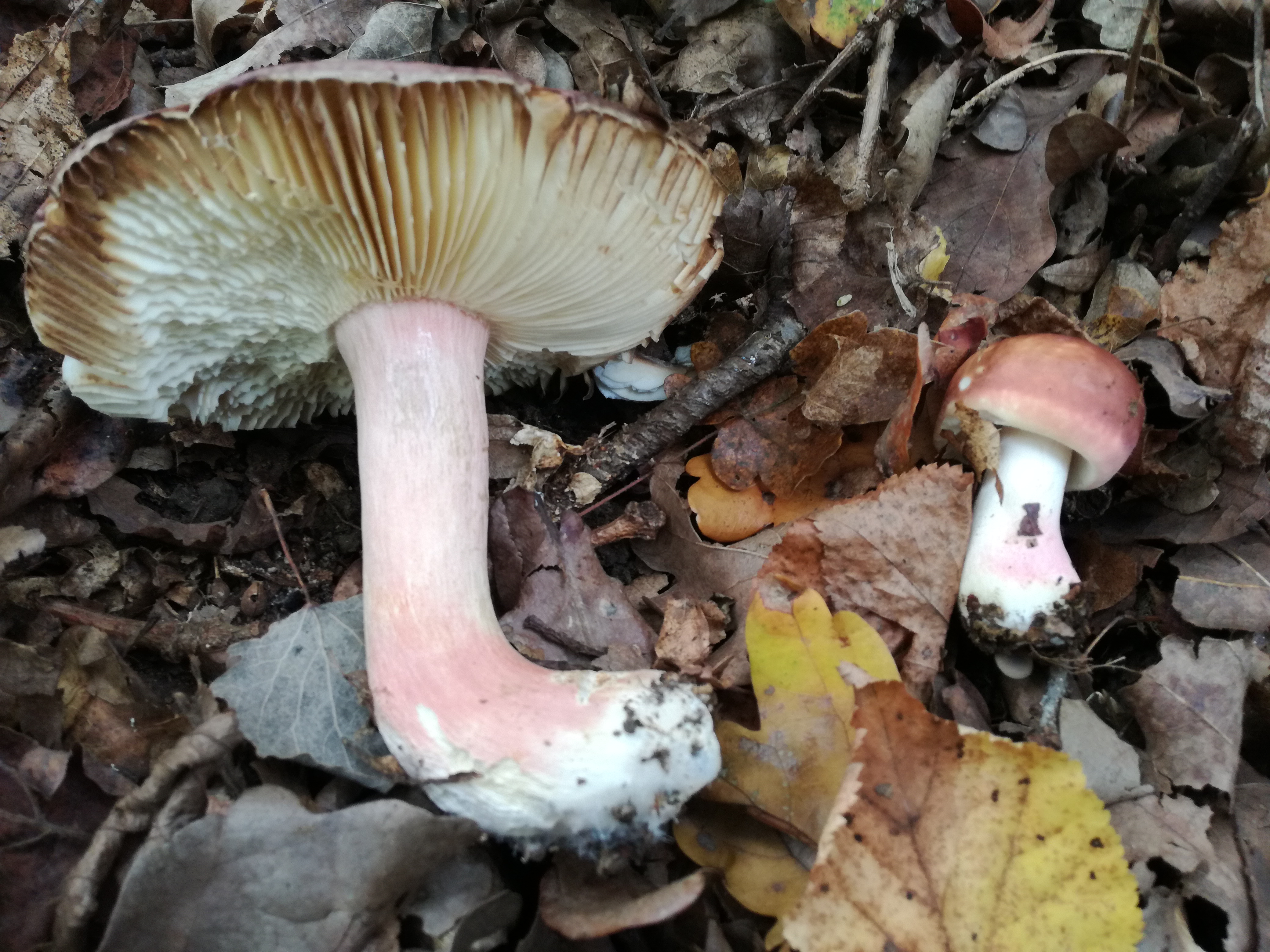 23102017001002 3140 art 1886 img 20171008 103325