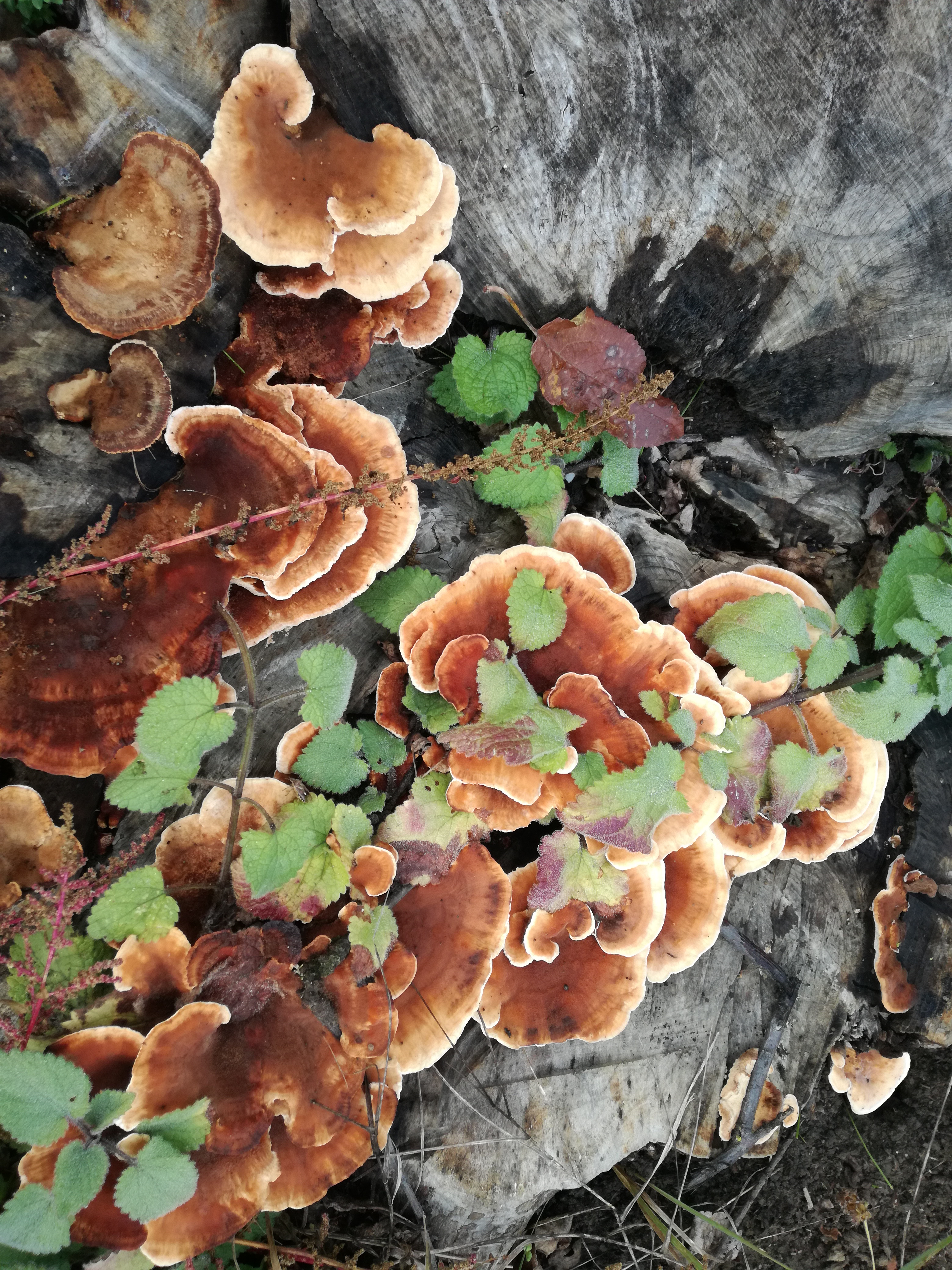 23102017002445 3141 art 1887 img 20171008 103954