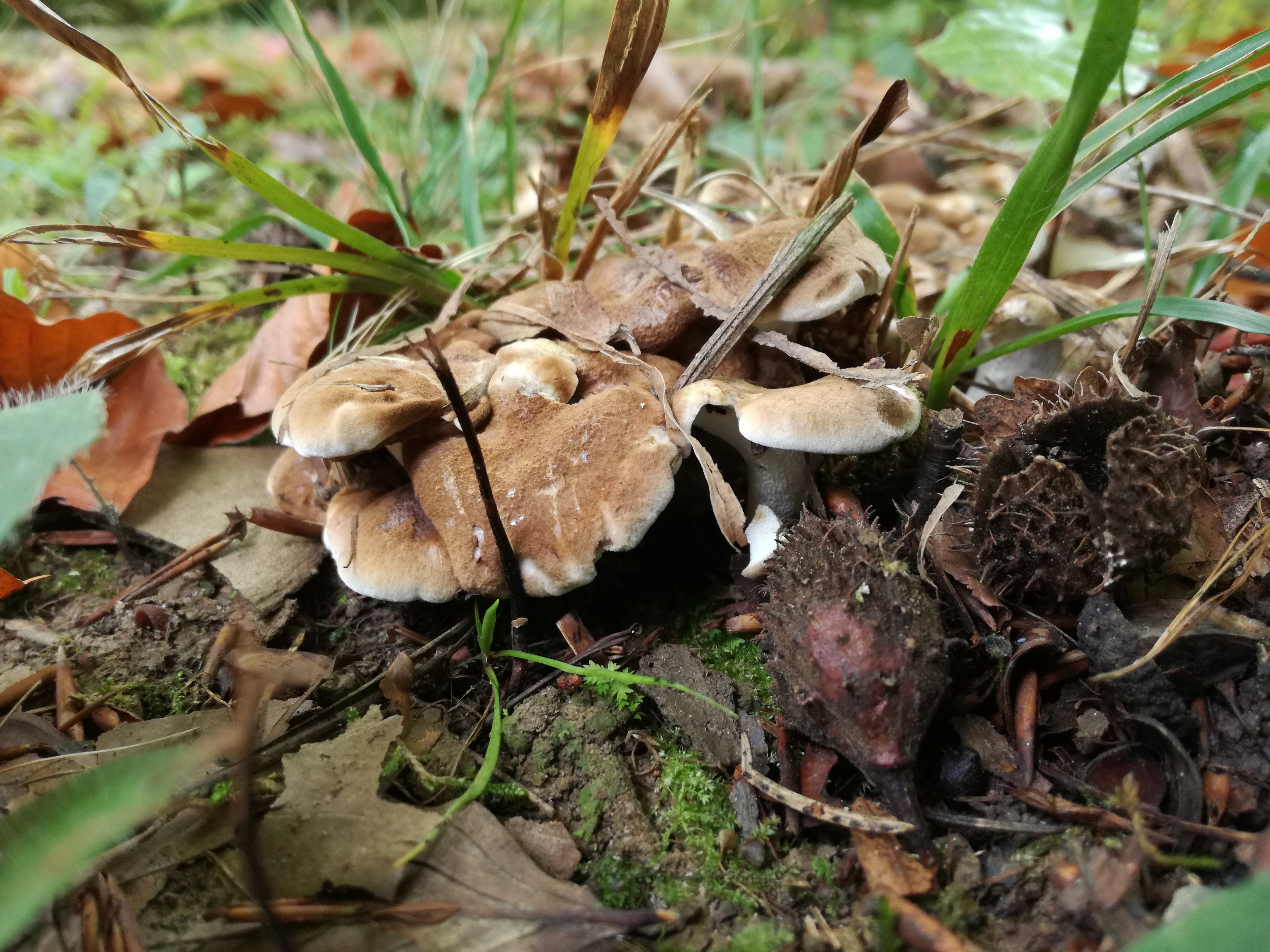 23102017225124 3142 art 1888 img 20171008 144104 cristatus