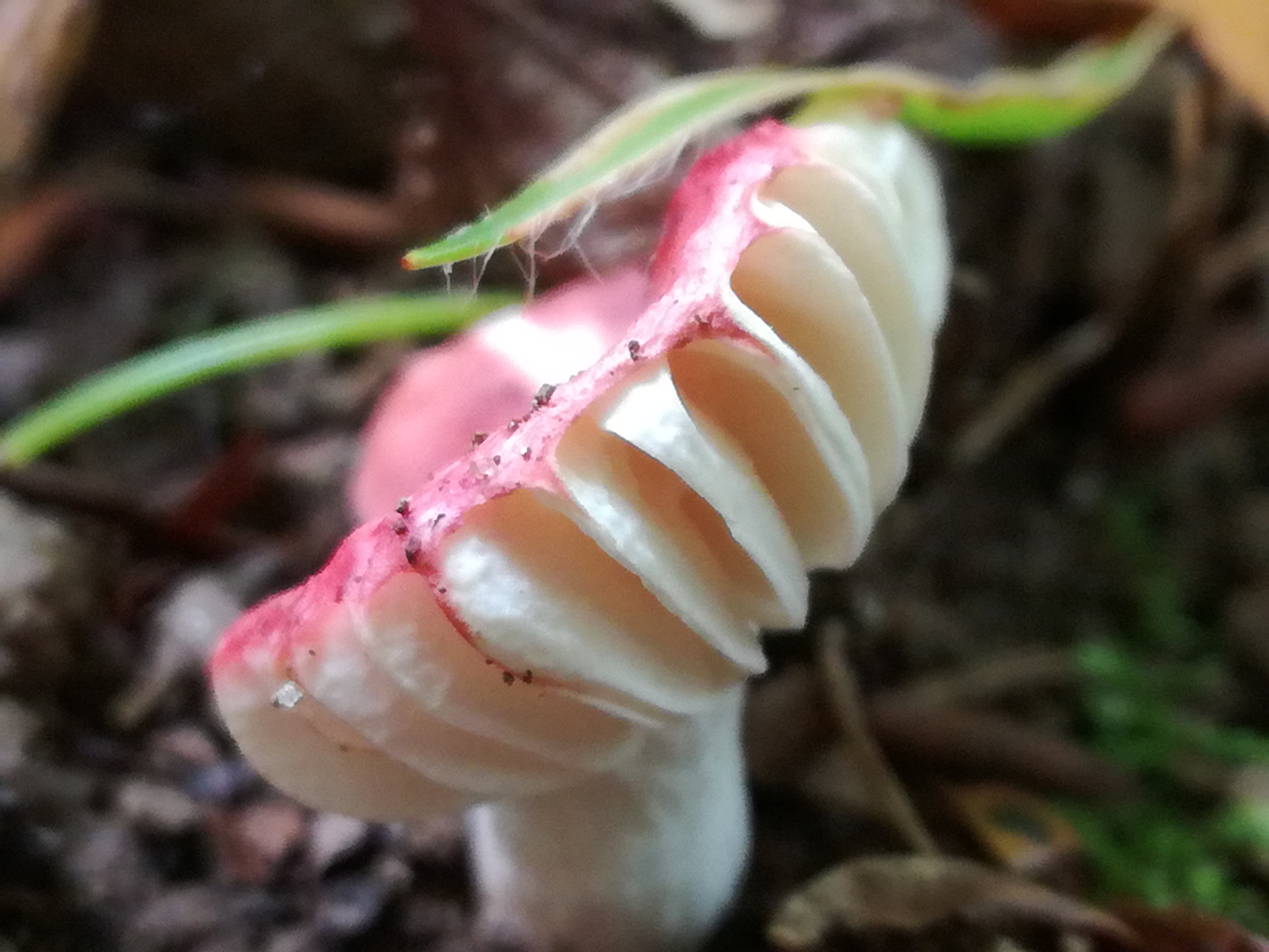 23102017230200 3143 art 1889 img 20171008 144138 minutula 1